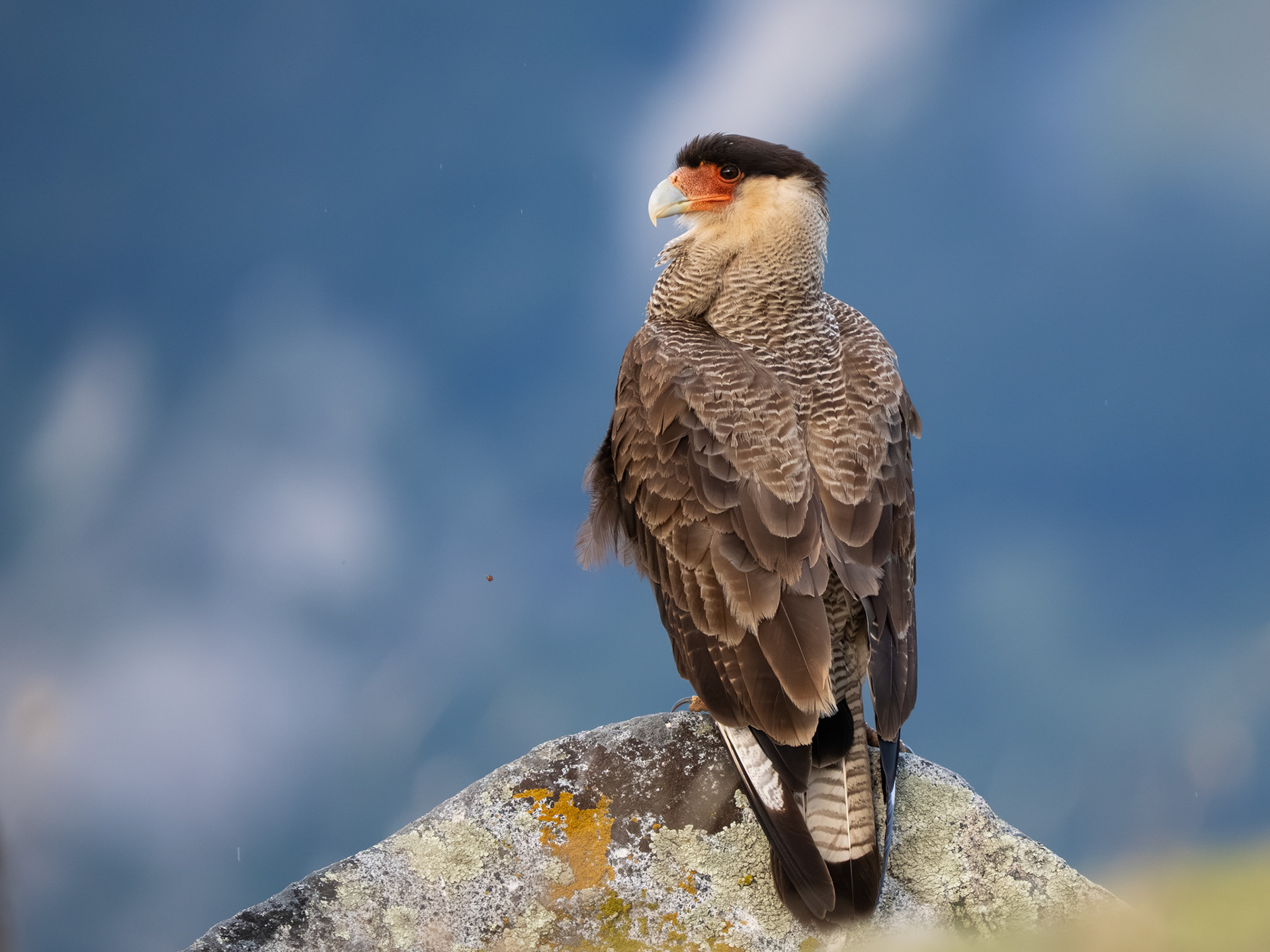 Crested Caracara