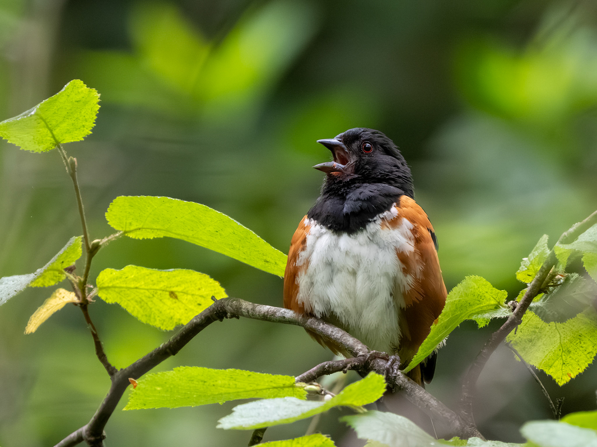 Spotted Towhee
