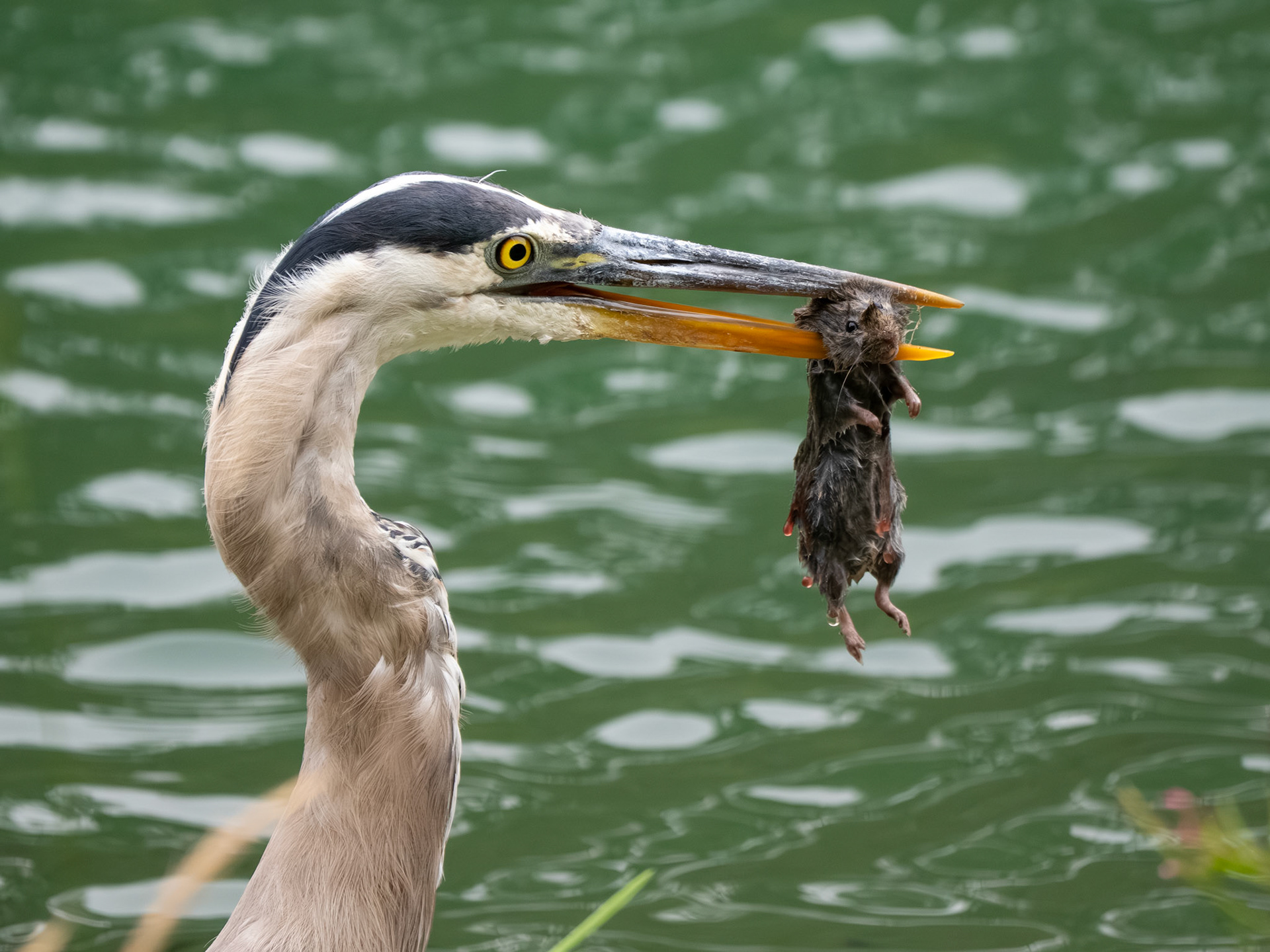 Great Blue Heron