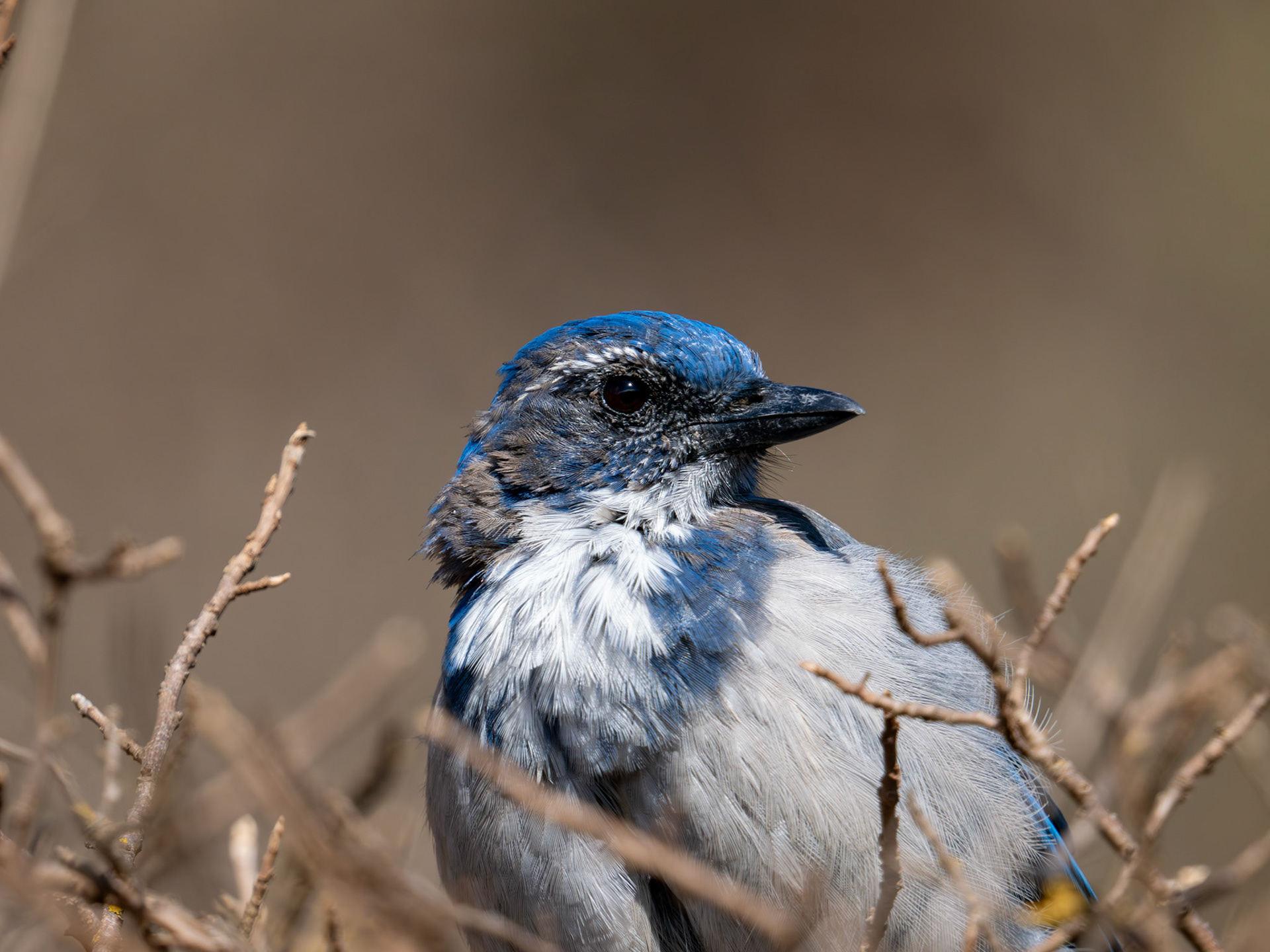 California Scrub Jay