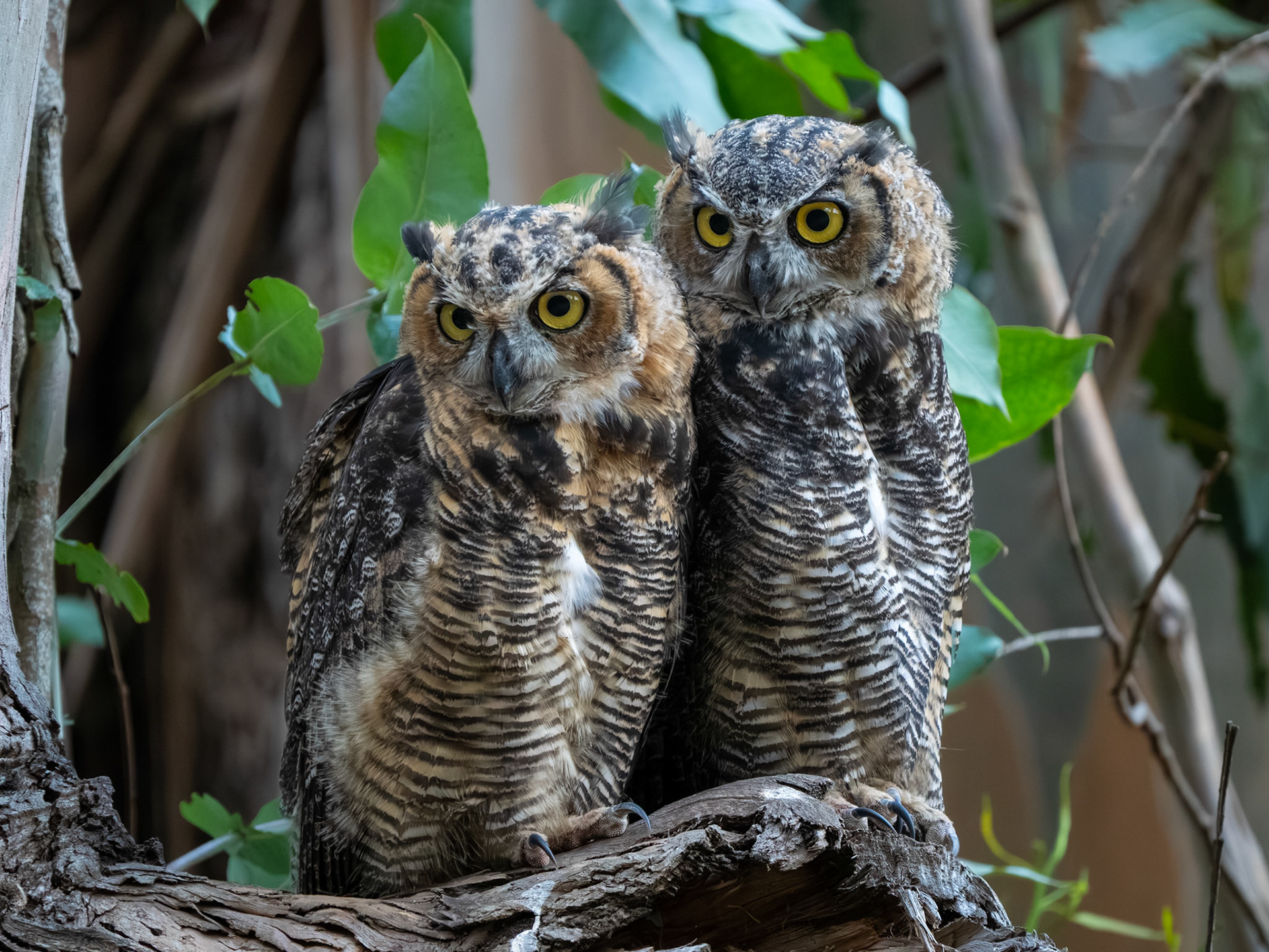 Great Horned Owl Fledglings