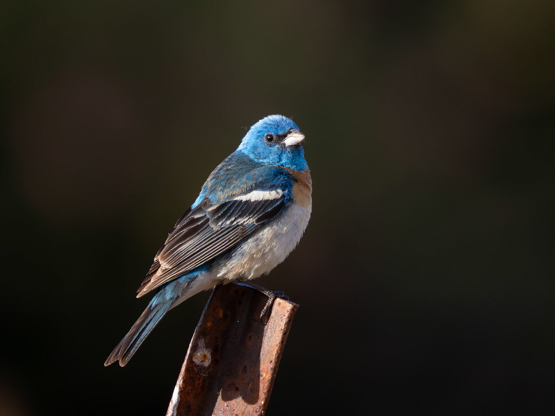 Lazuli Bunting