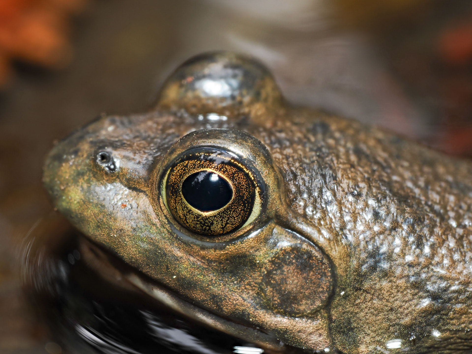 Juvenile Bullfrog