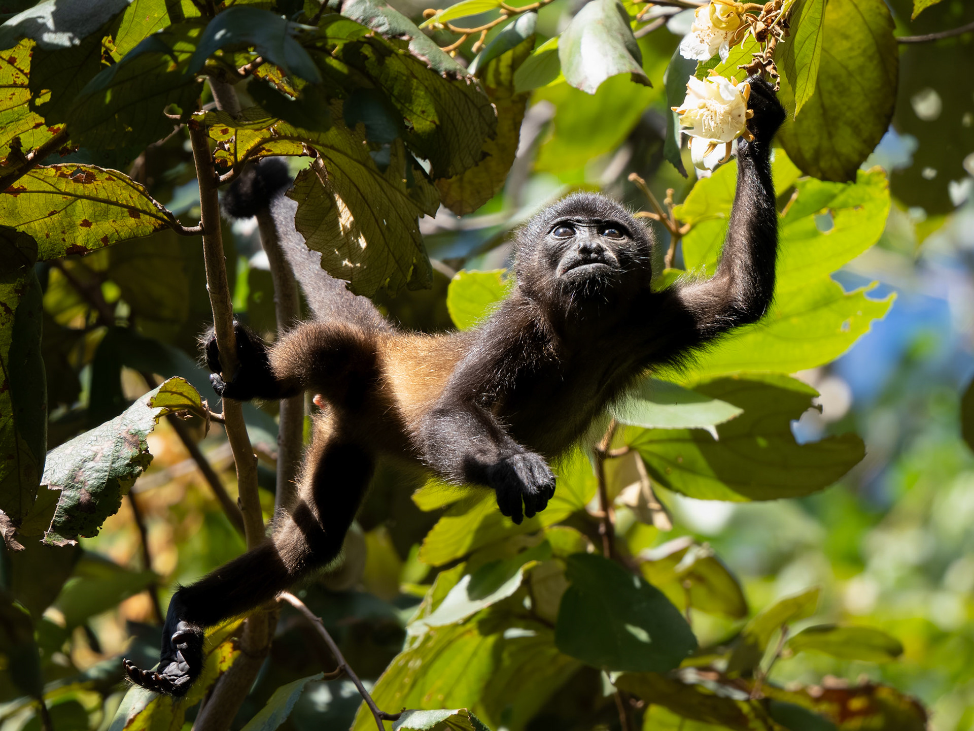 Juvenile Howler Monkey