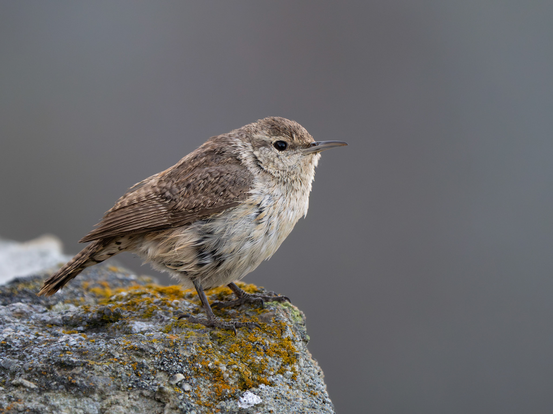 Rock Wren