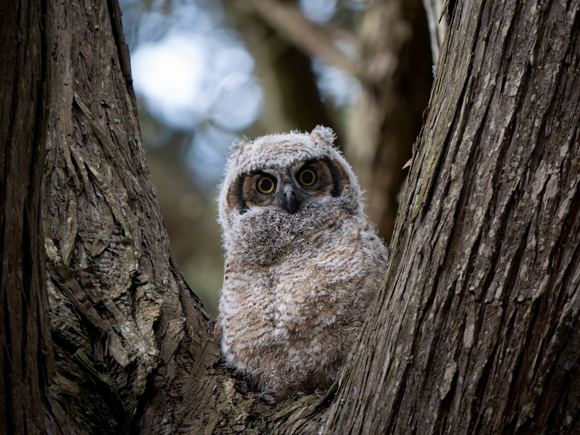 Great Horned Owl Nestling