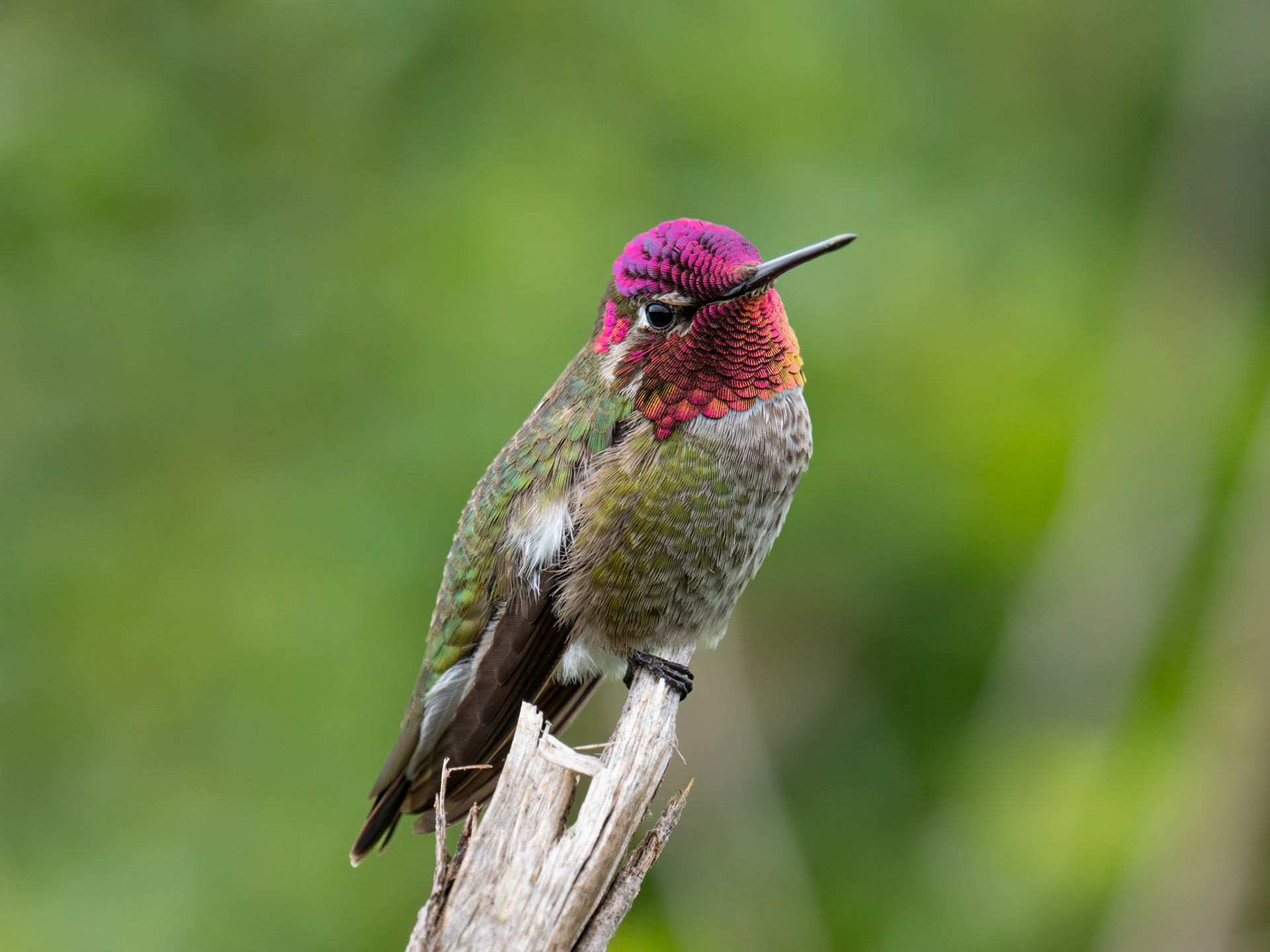 Anna's Hummingbird