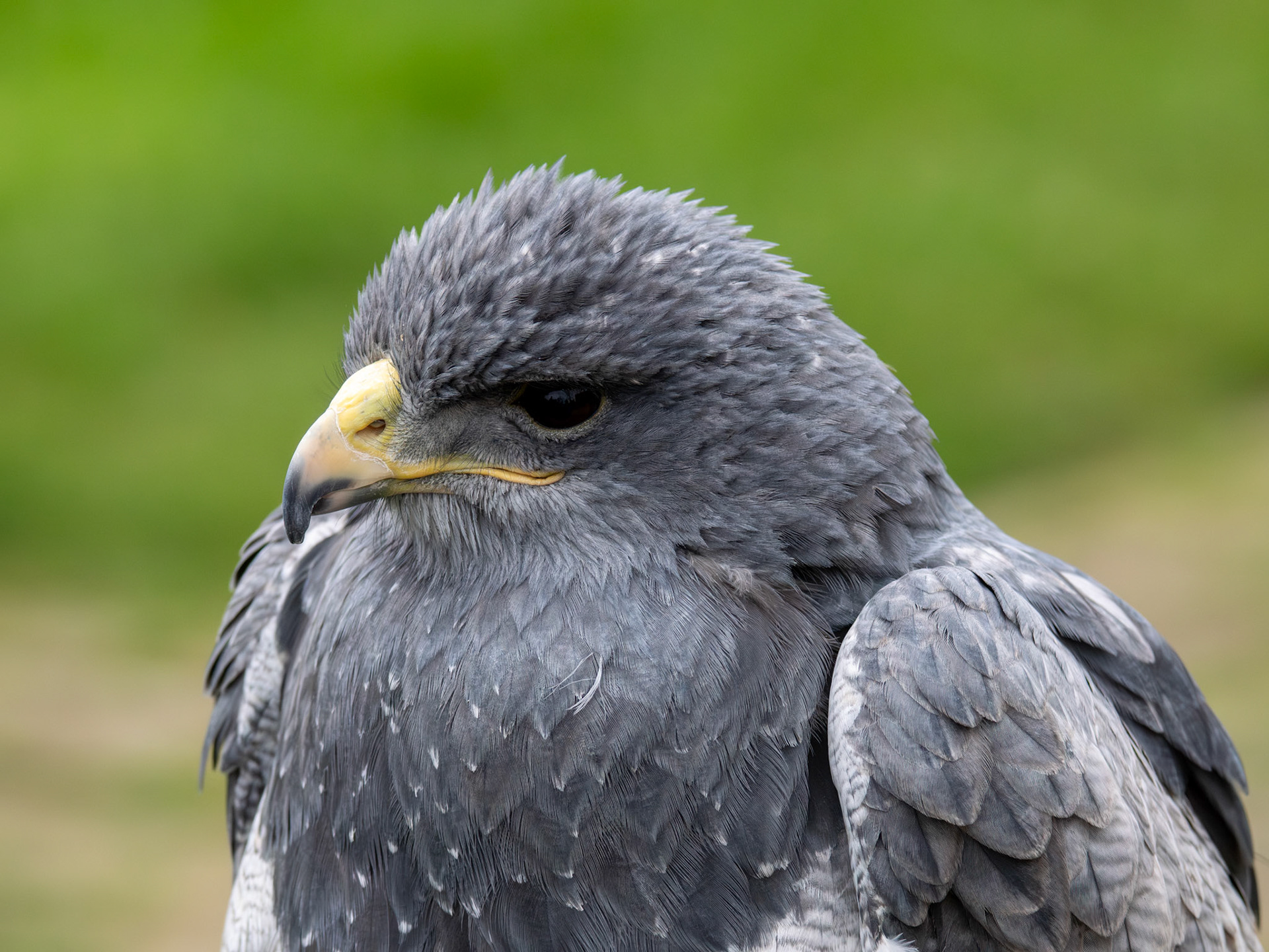 Black-Chested Buzzard-Eagle
