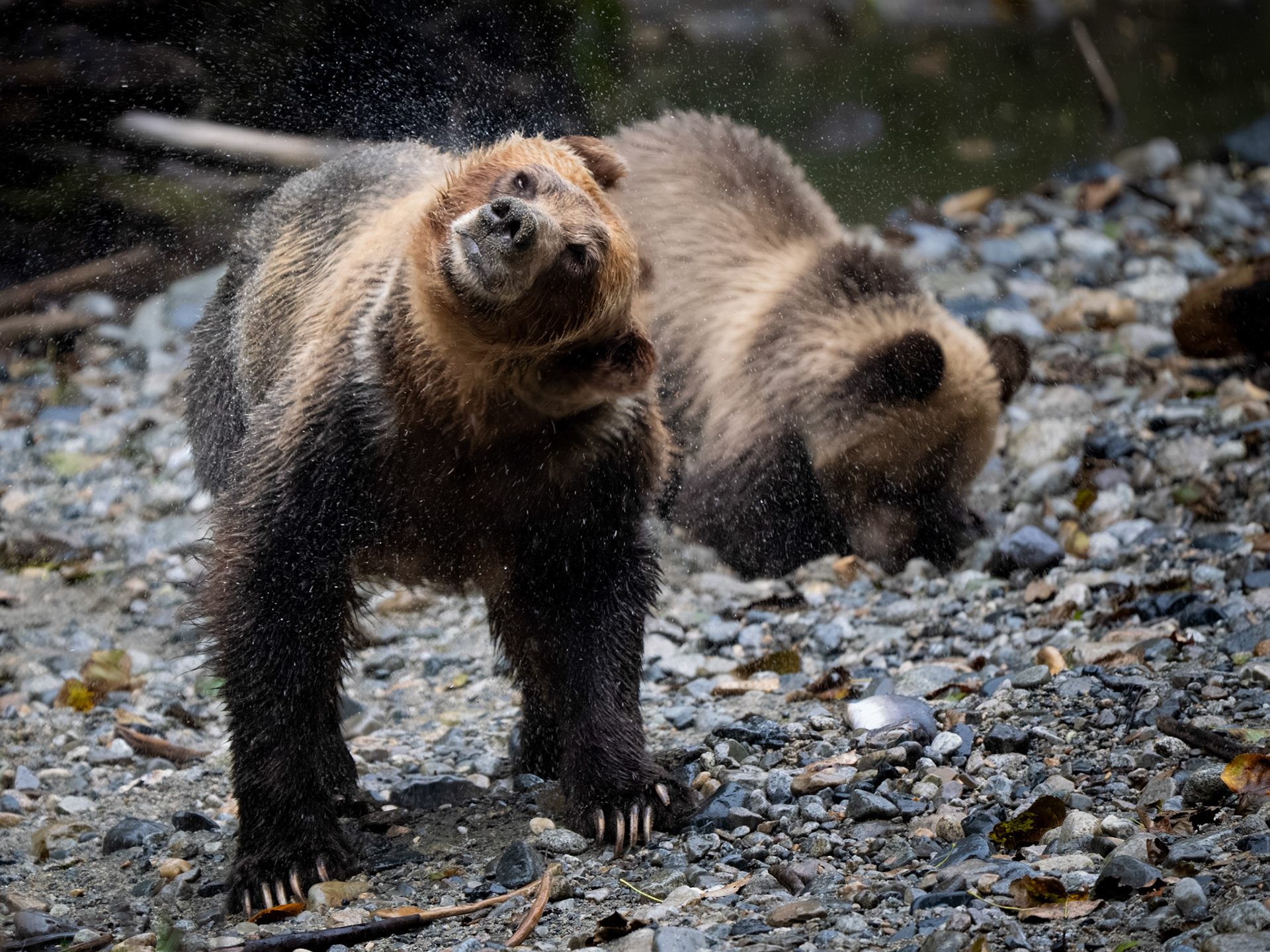 Grizzly Bears