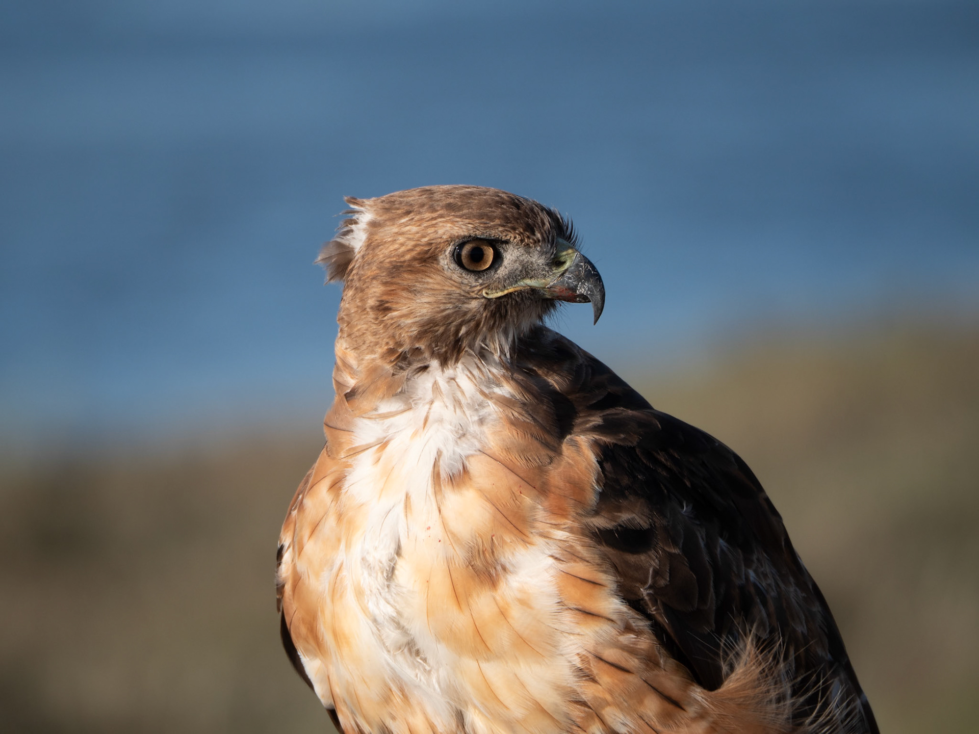 Red-Tailed Hawk