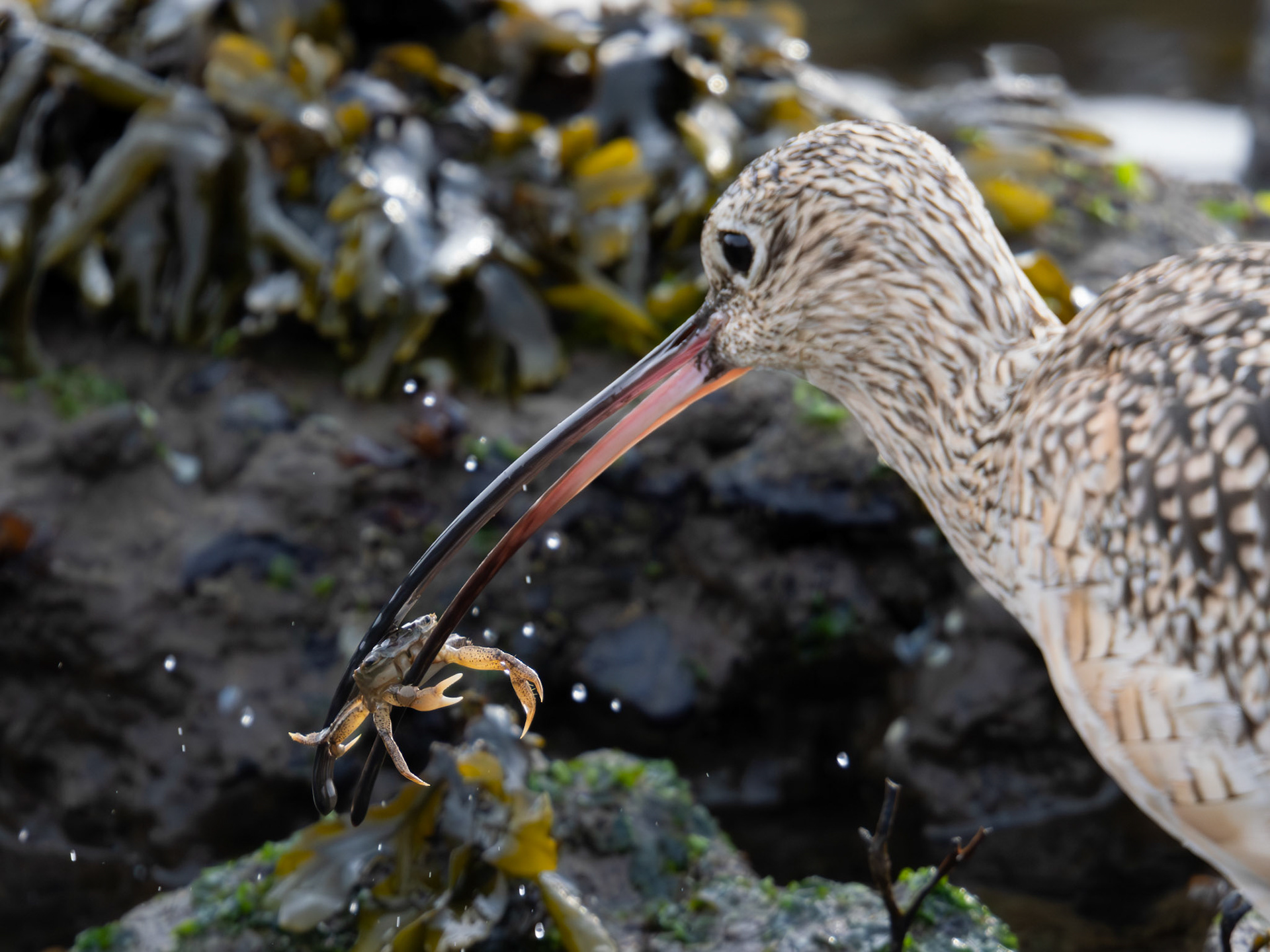 Yellow Shore Crab and Long-billed Curlew