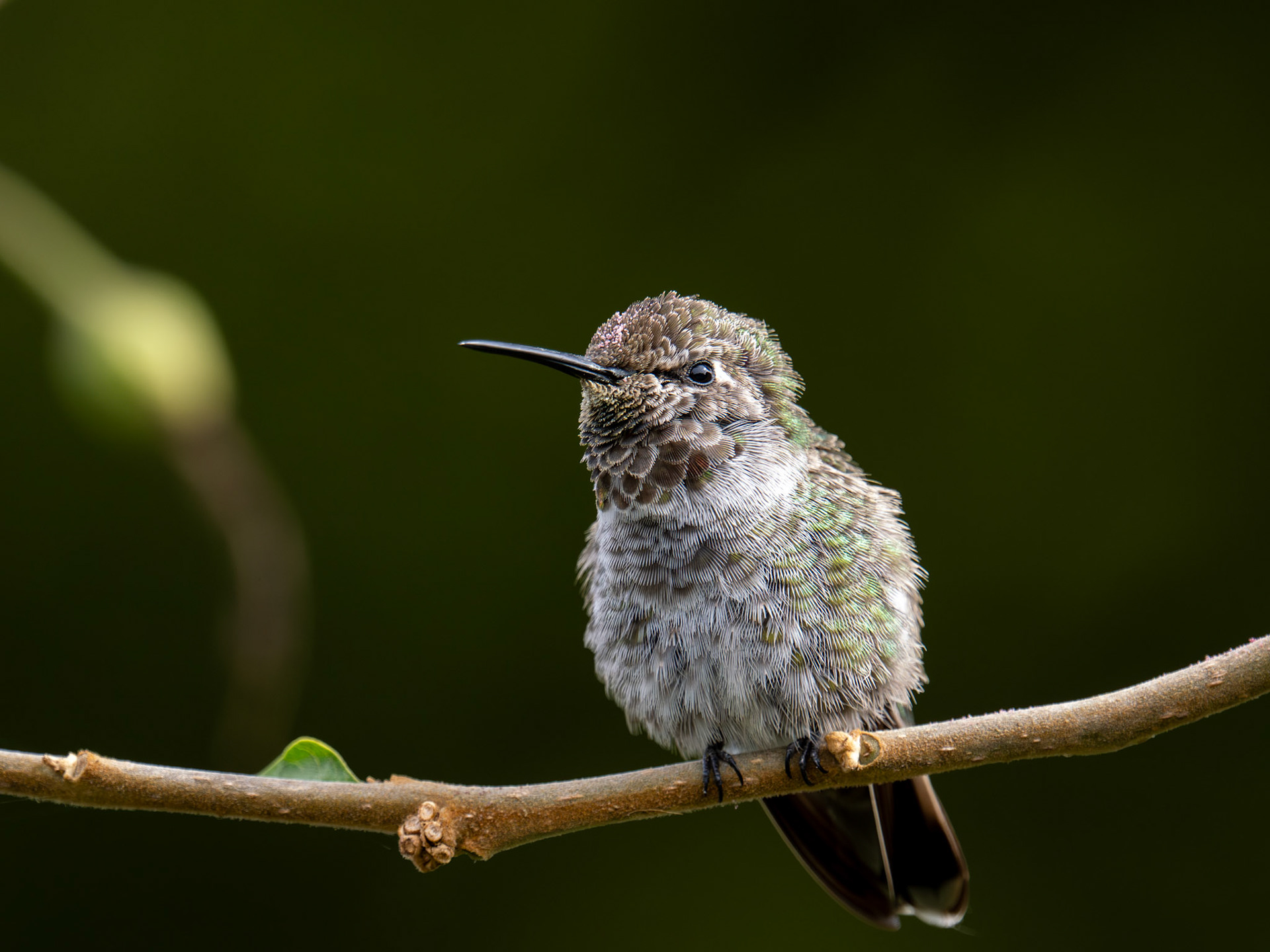 Anna's Hummingbird