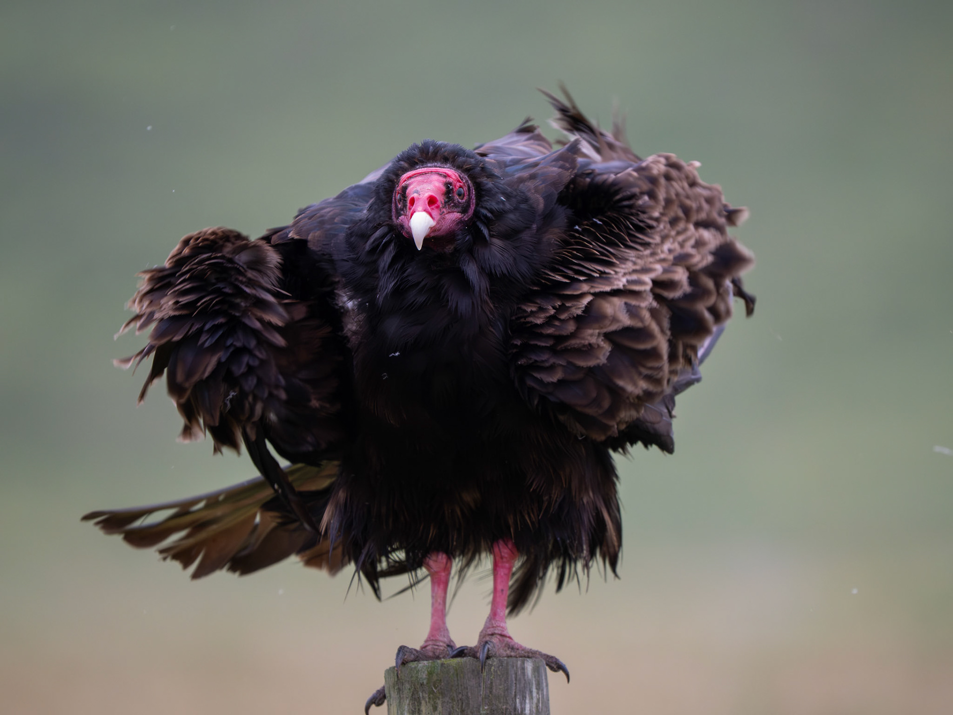 Turket Vulture