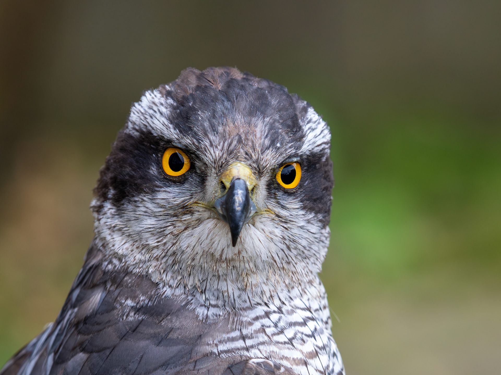 Northern Goshawk