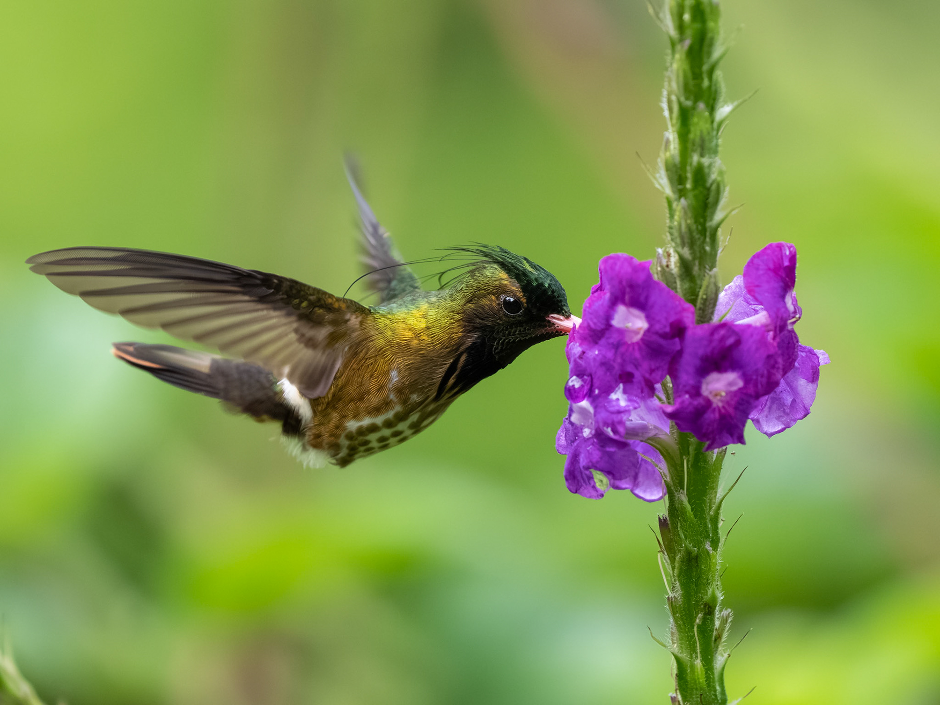 Black-crested Coquette