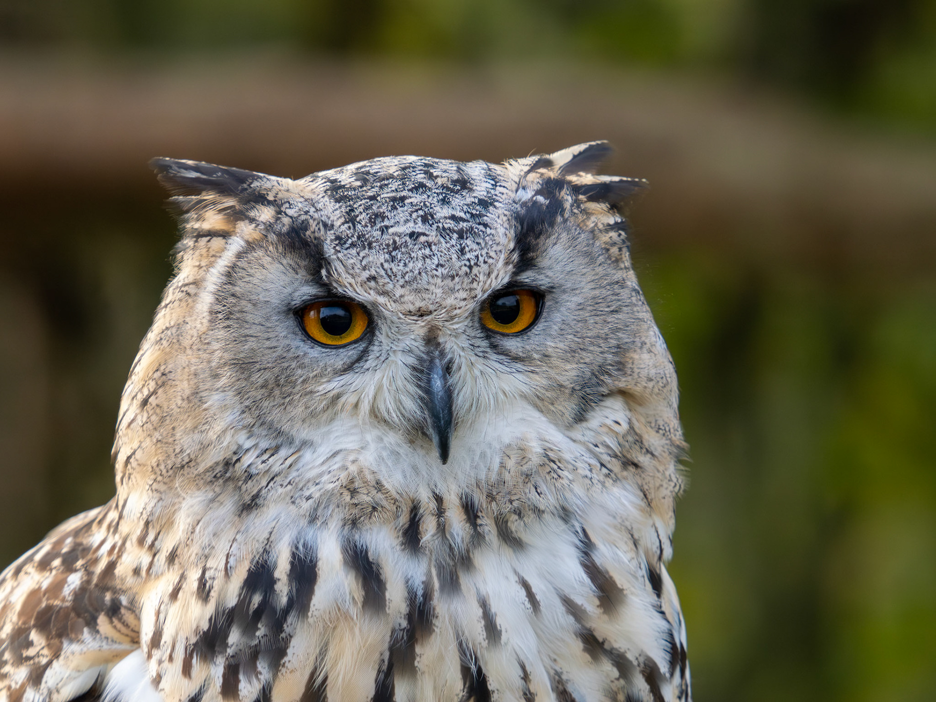 Eurasian Eagle Owl