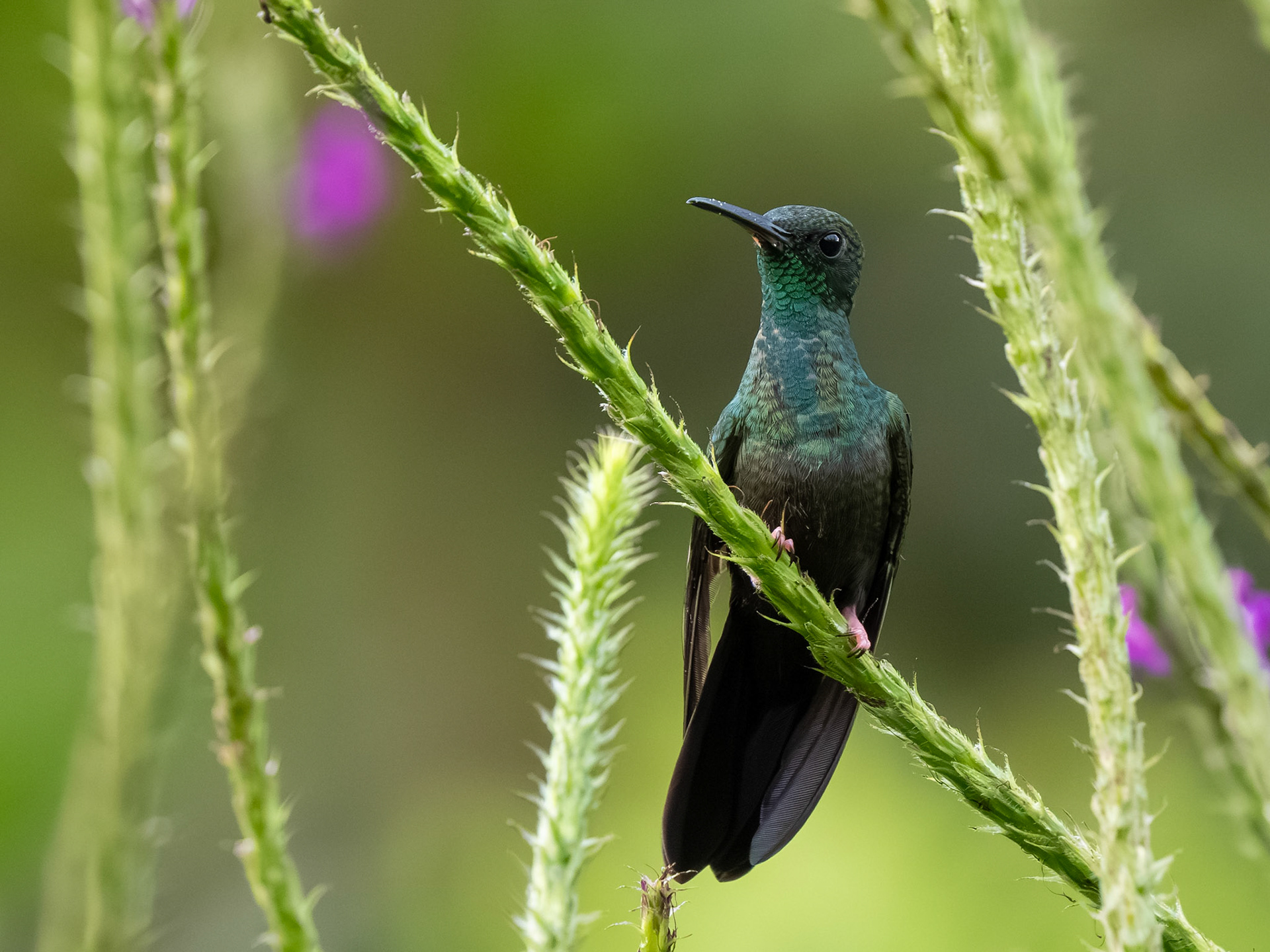 Bronze-tailed Plumeleteer
