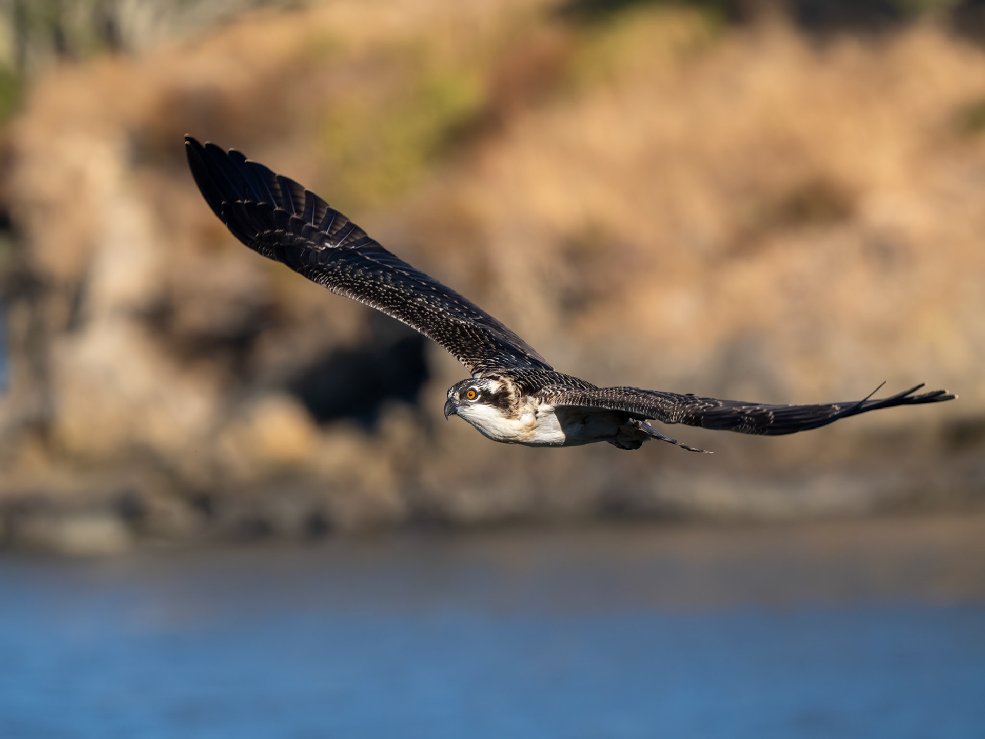 Osprey Fledgling