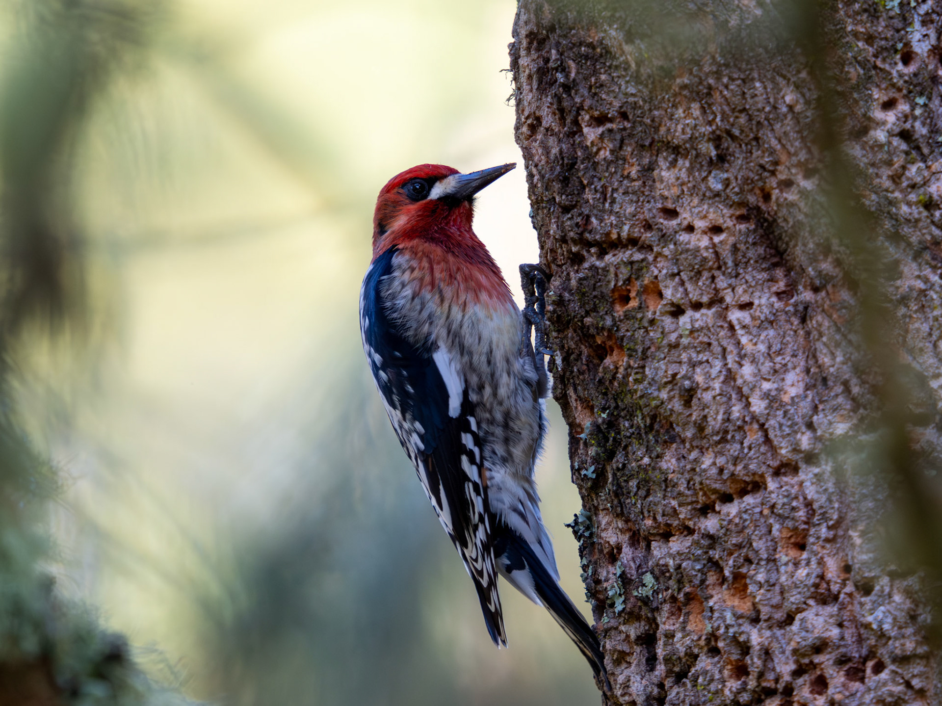 Red-breasted Sapsucker