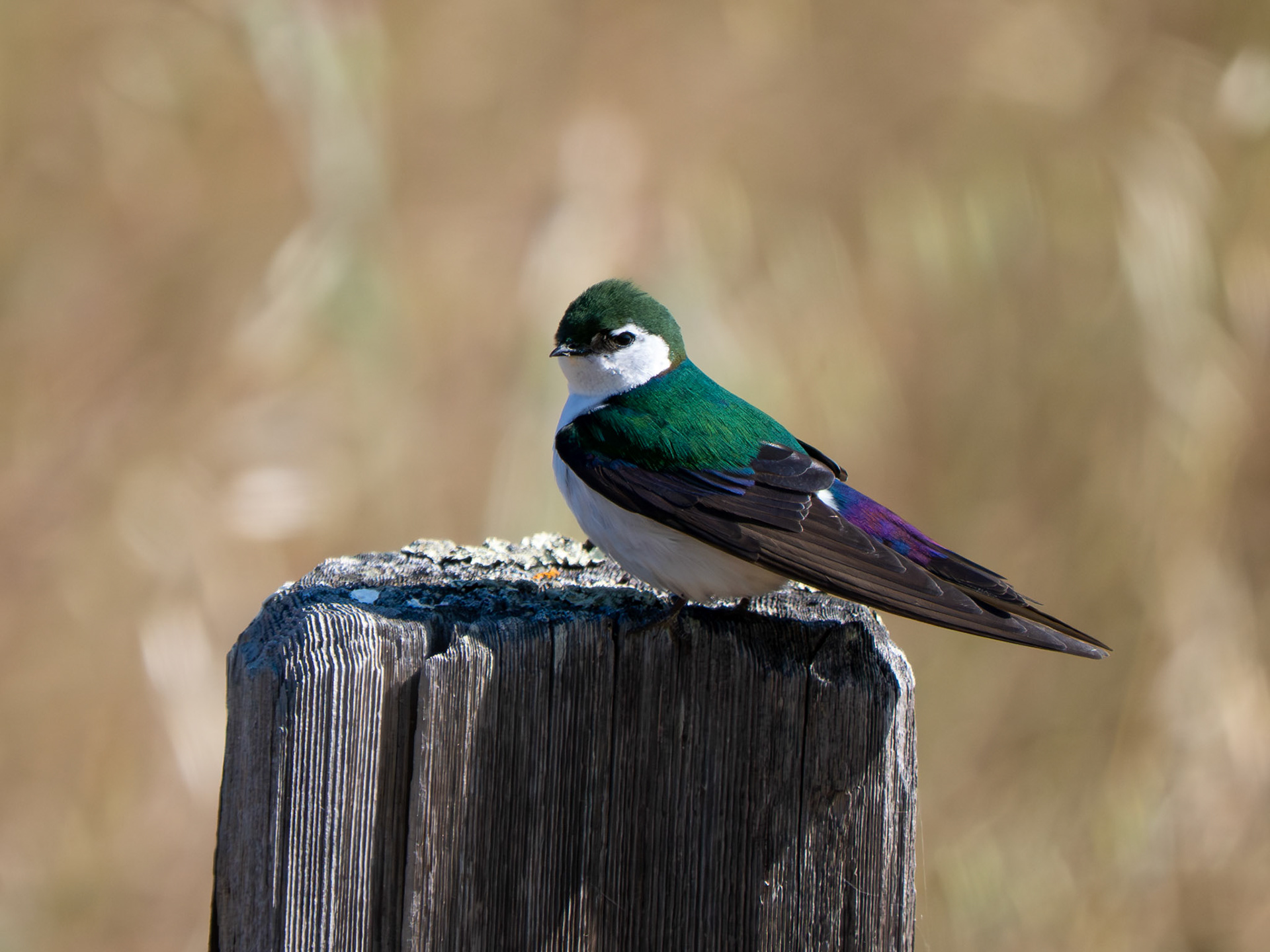 Violet-green Swallow