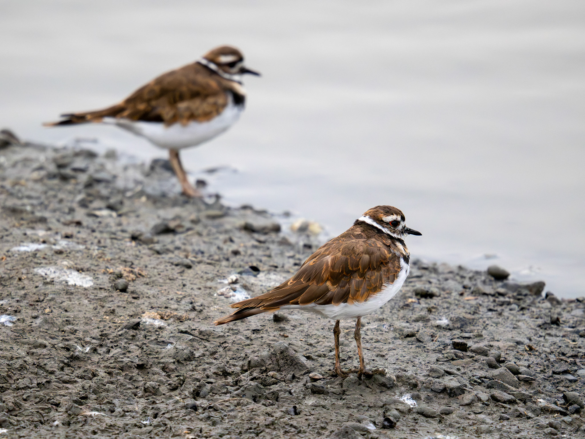 Killdeer
