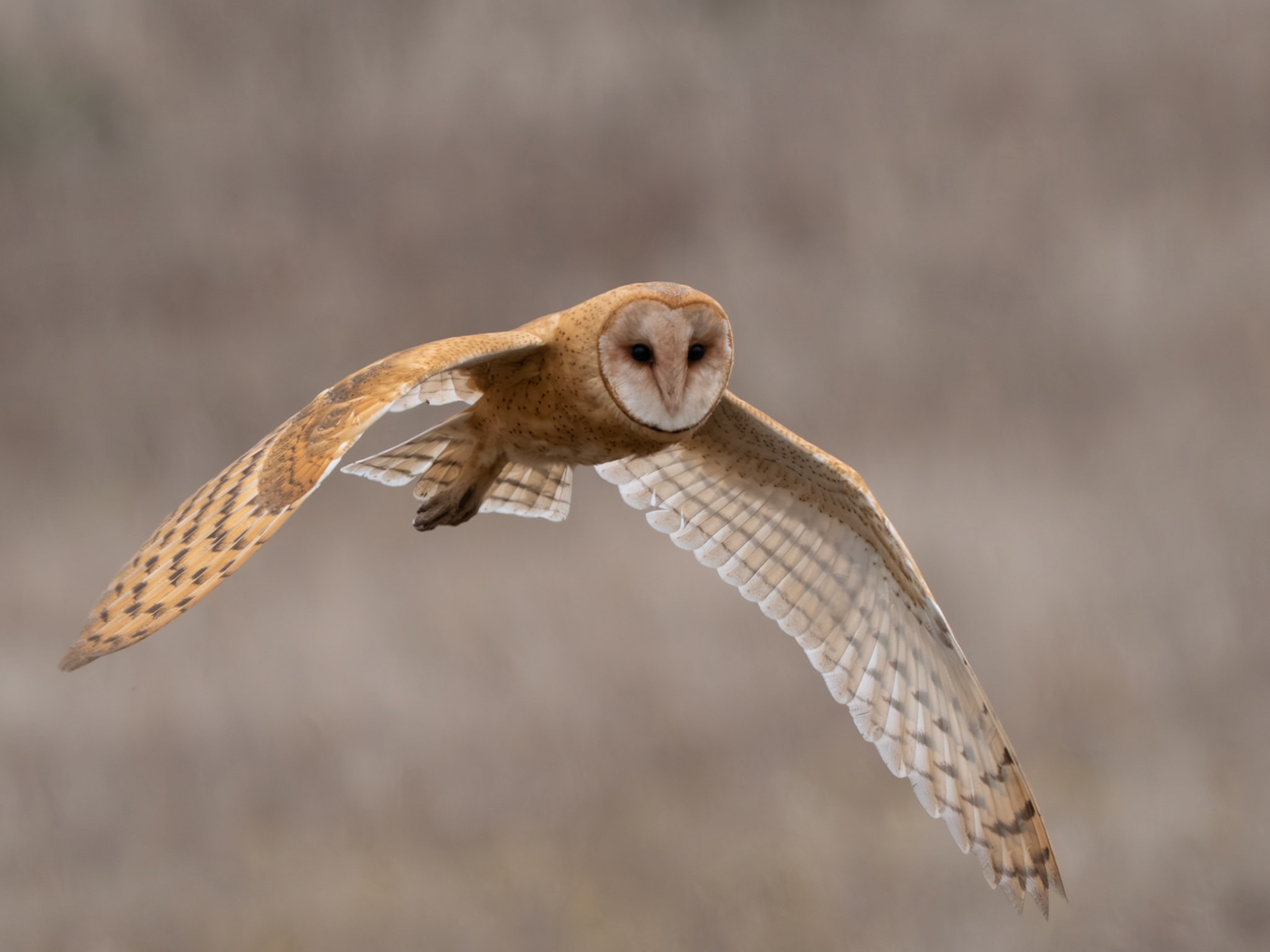 Barn Owl