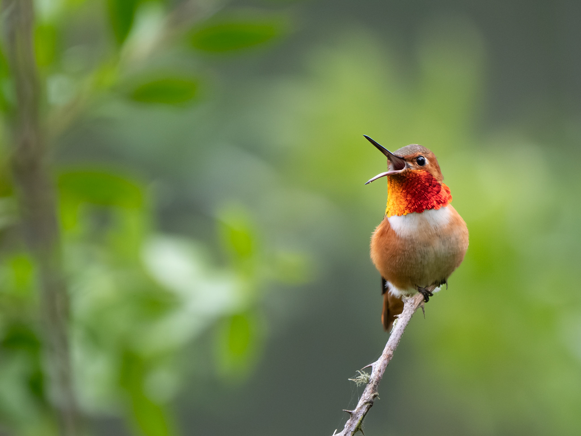 Allen's Hummingbird