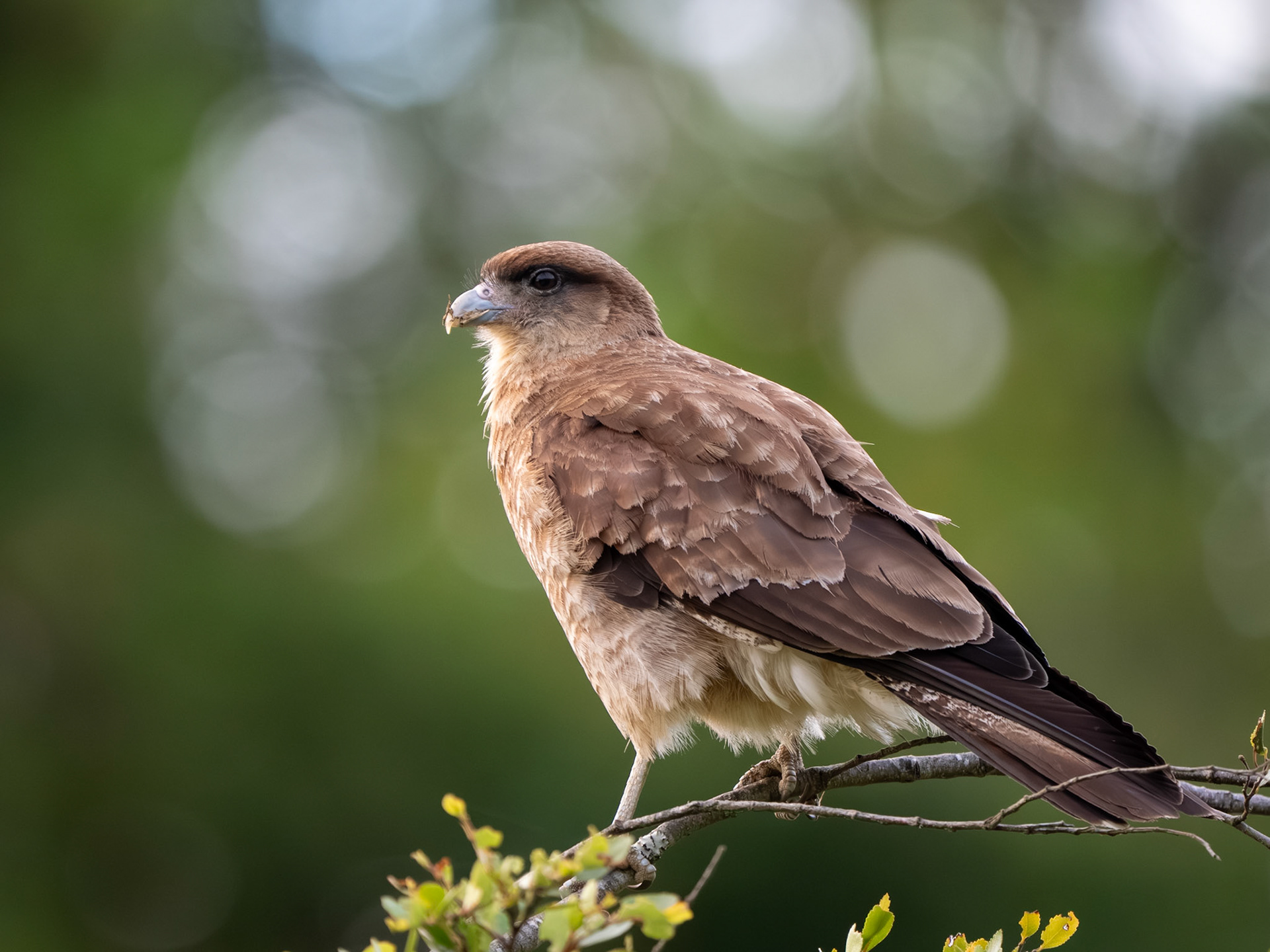 Chimango Caracara