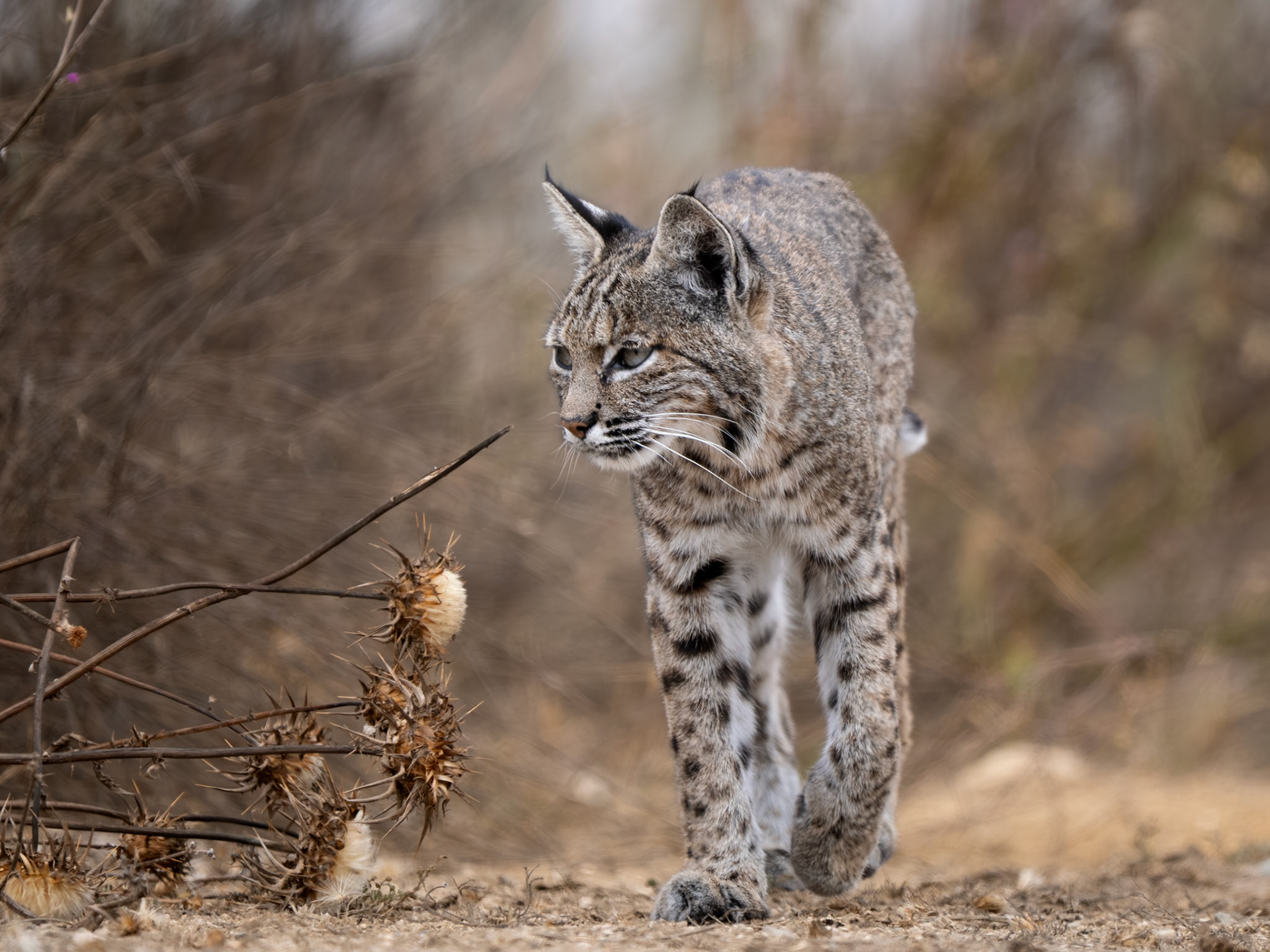 Bobcat