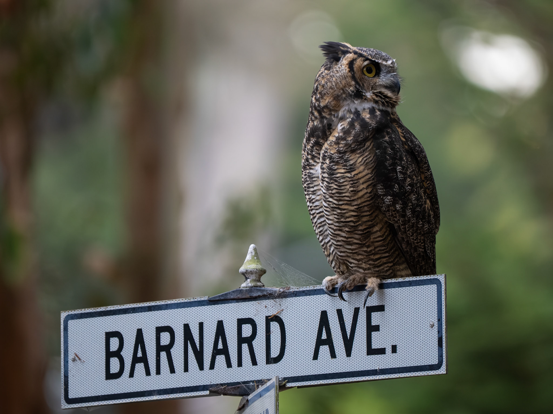 Great Horned Owl