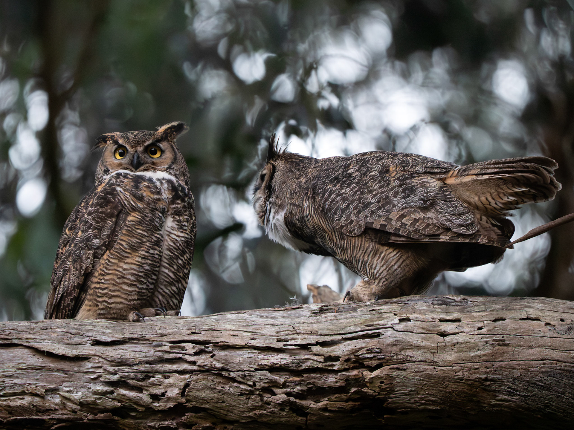 Great Horned Owls