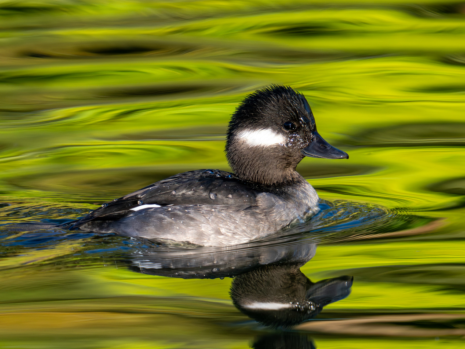 Bufflehead