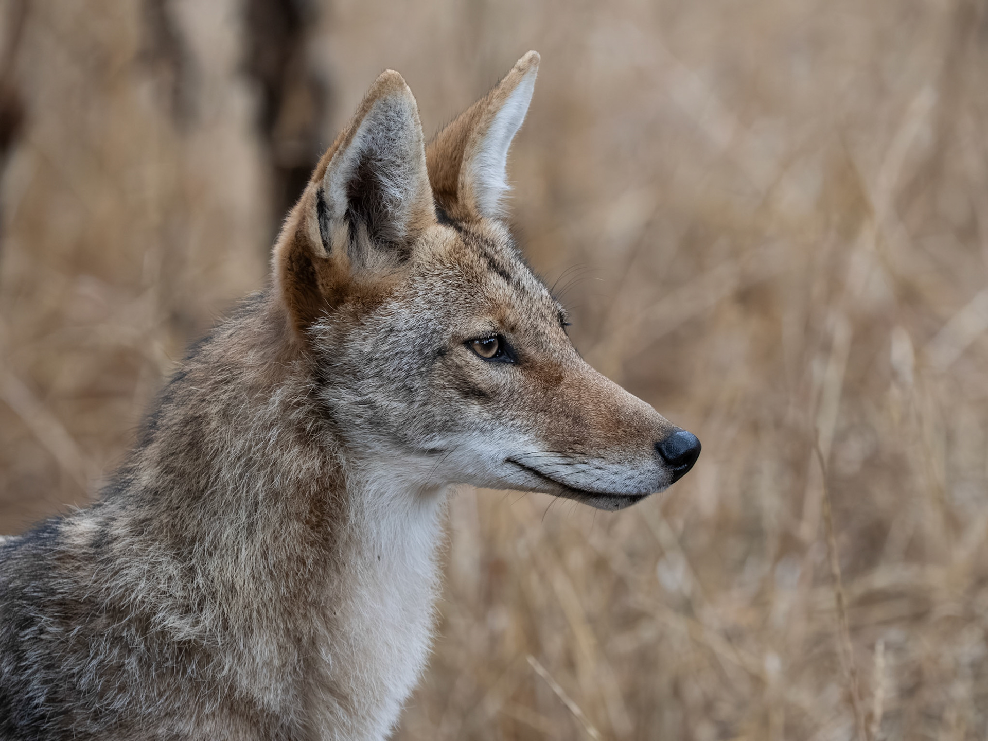 Coyote