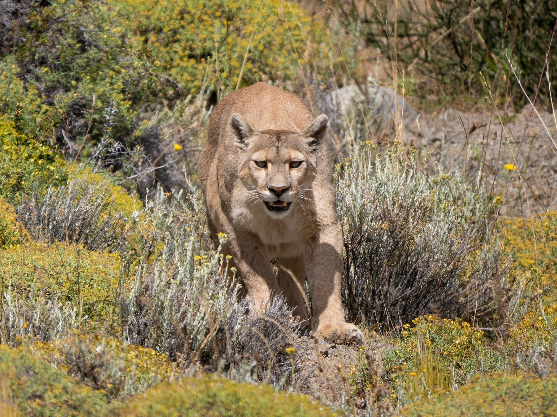 Puma