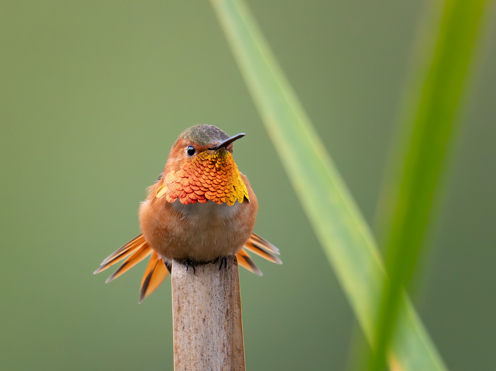 Allen's Hummingbird