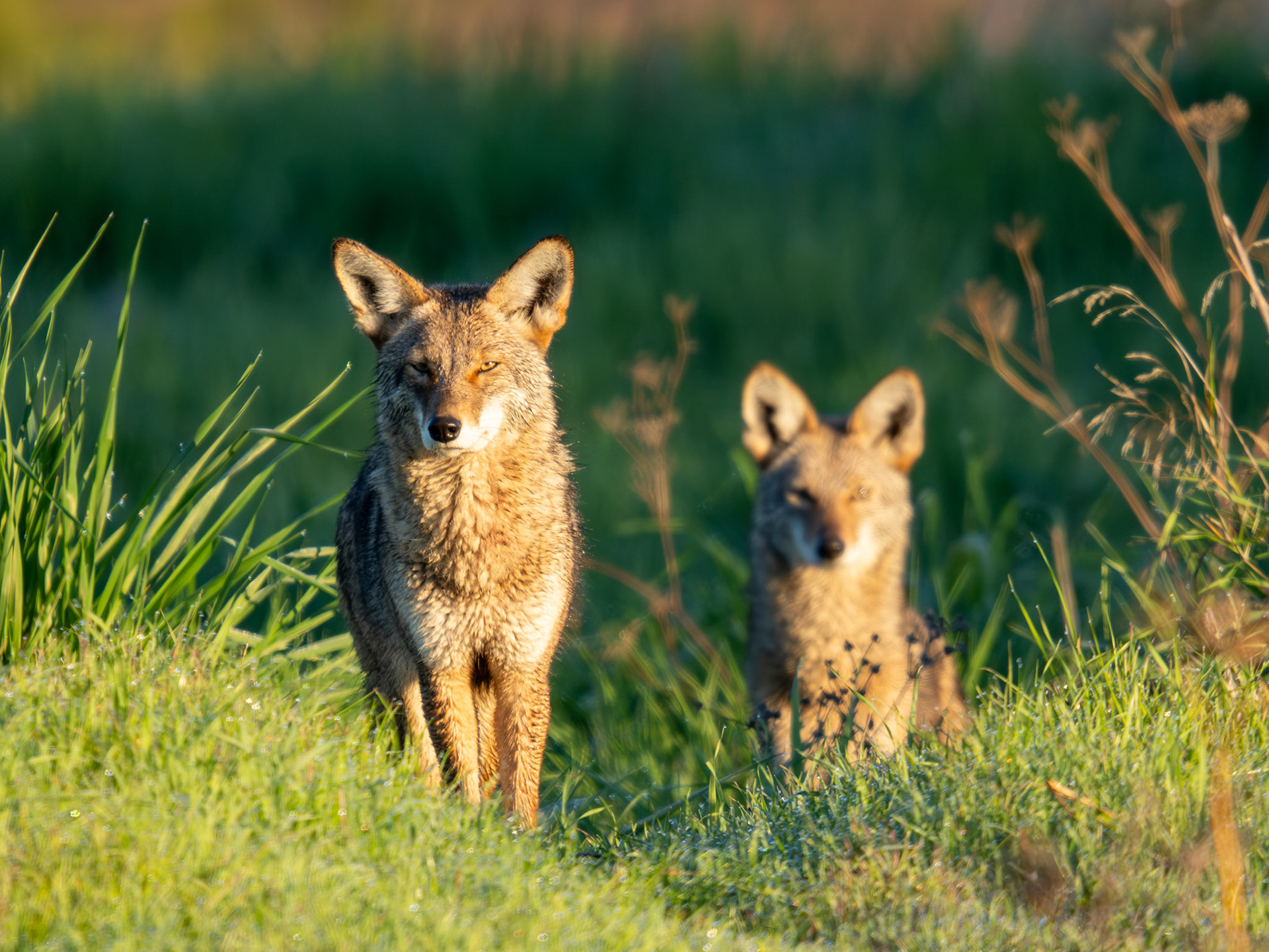 Coyotes