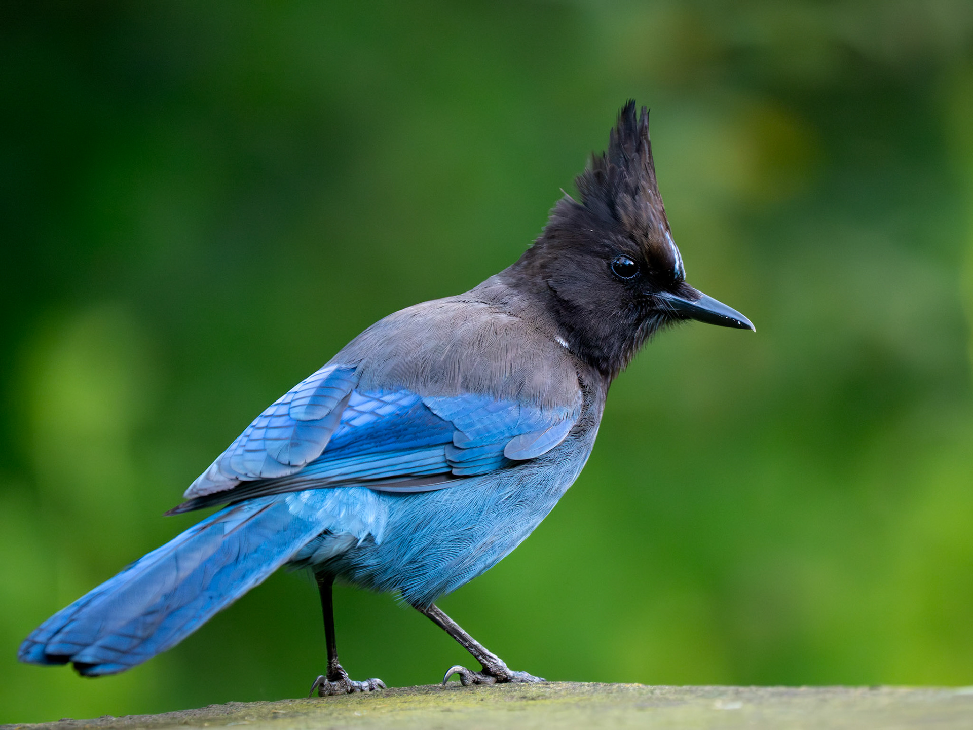 Steller's Jay