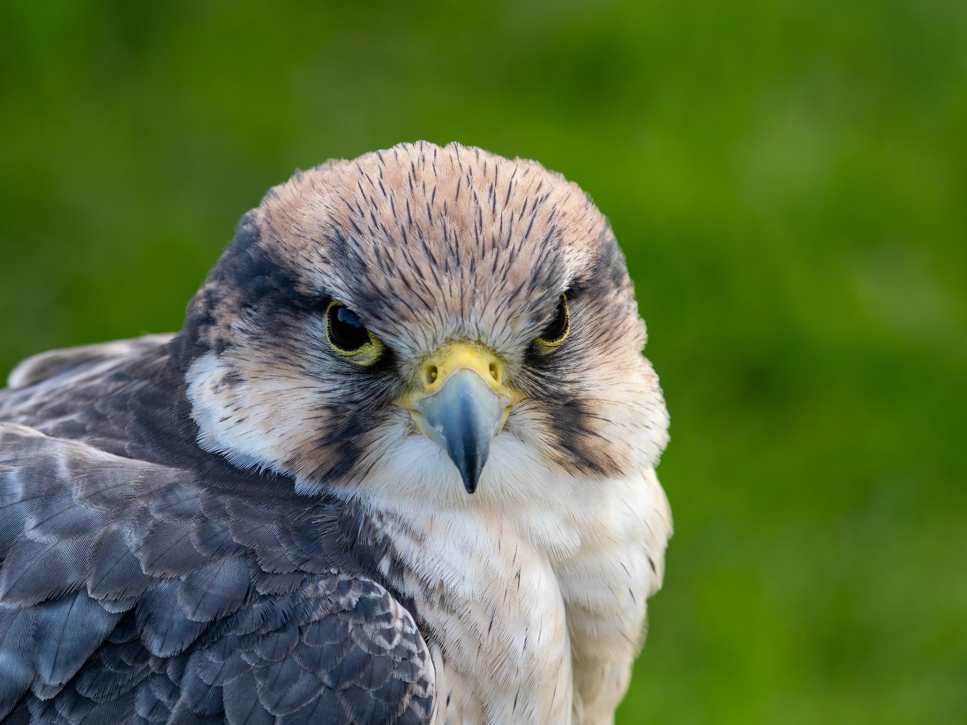 Lanner Falcon