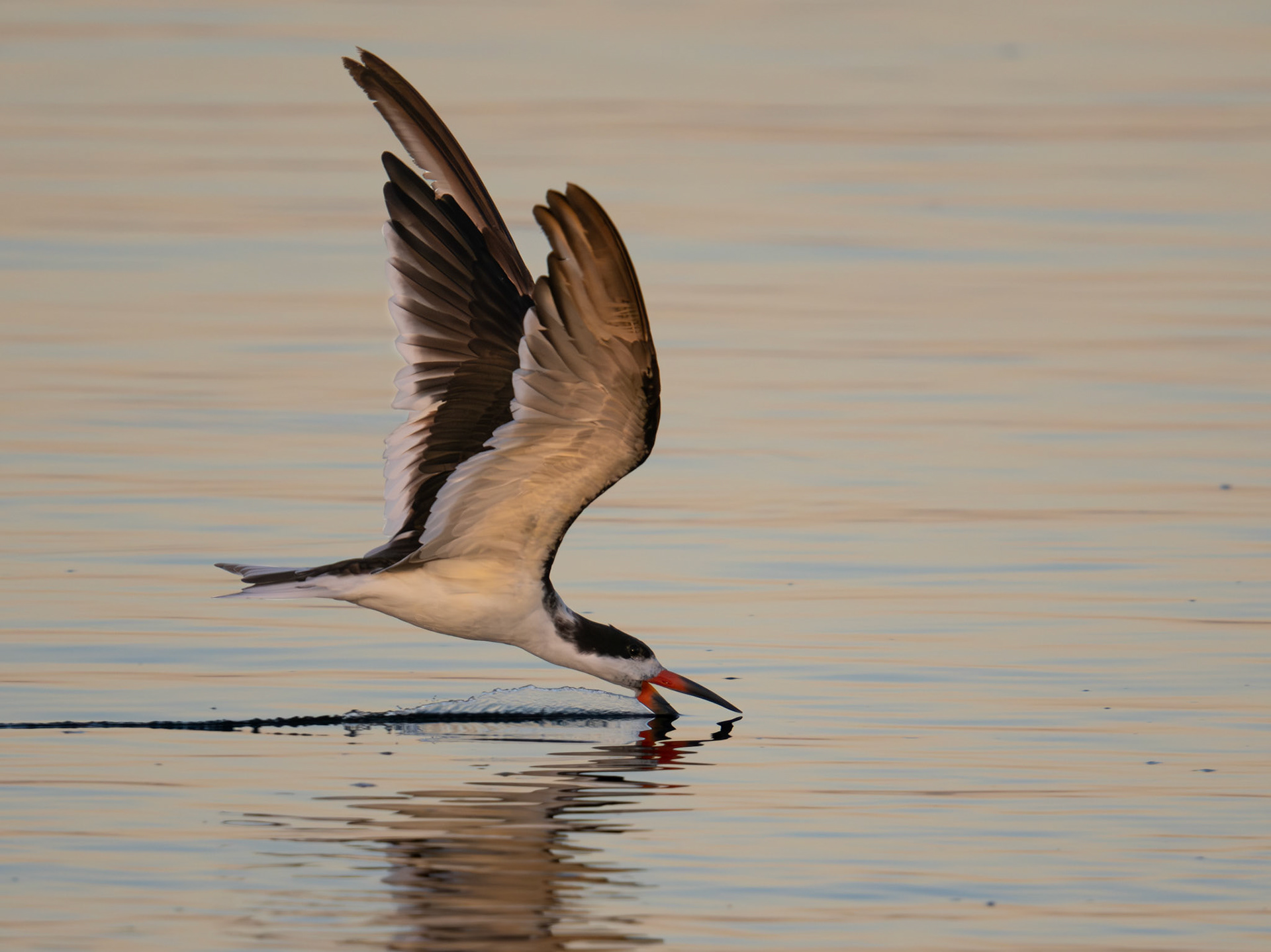 Black Skimmer
