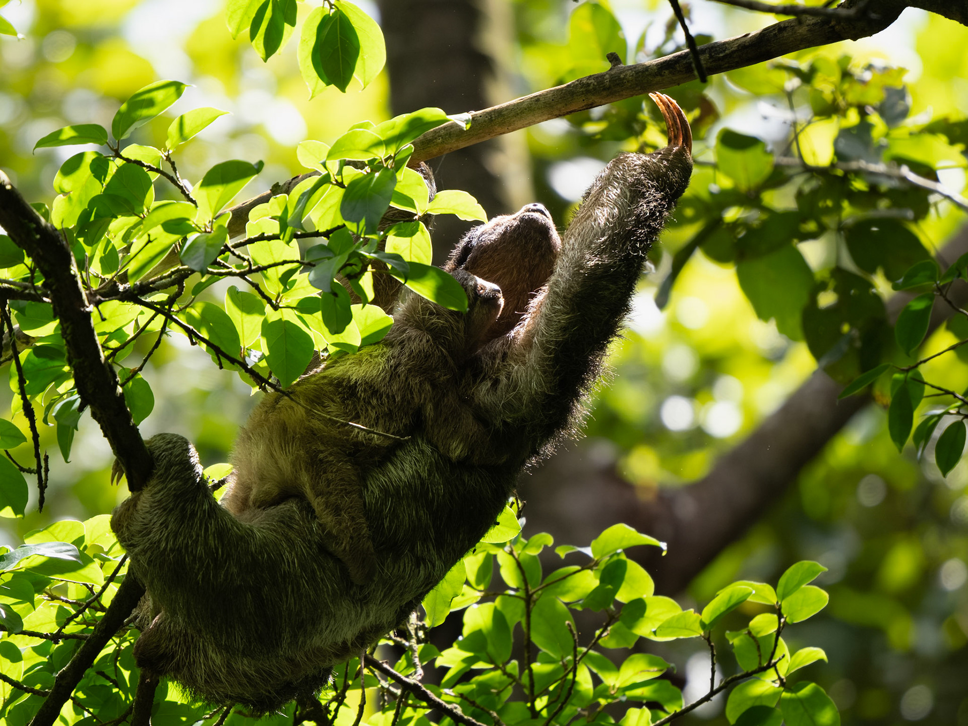 Three-toed Sloth