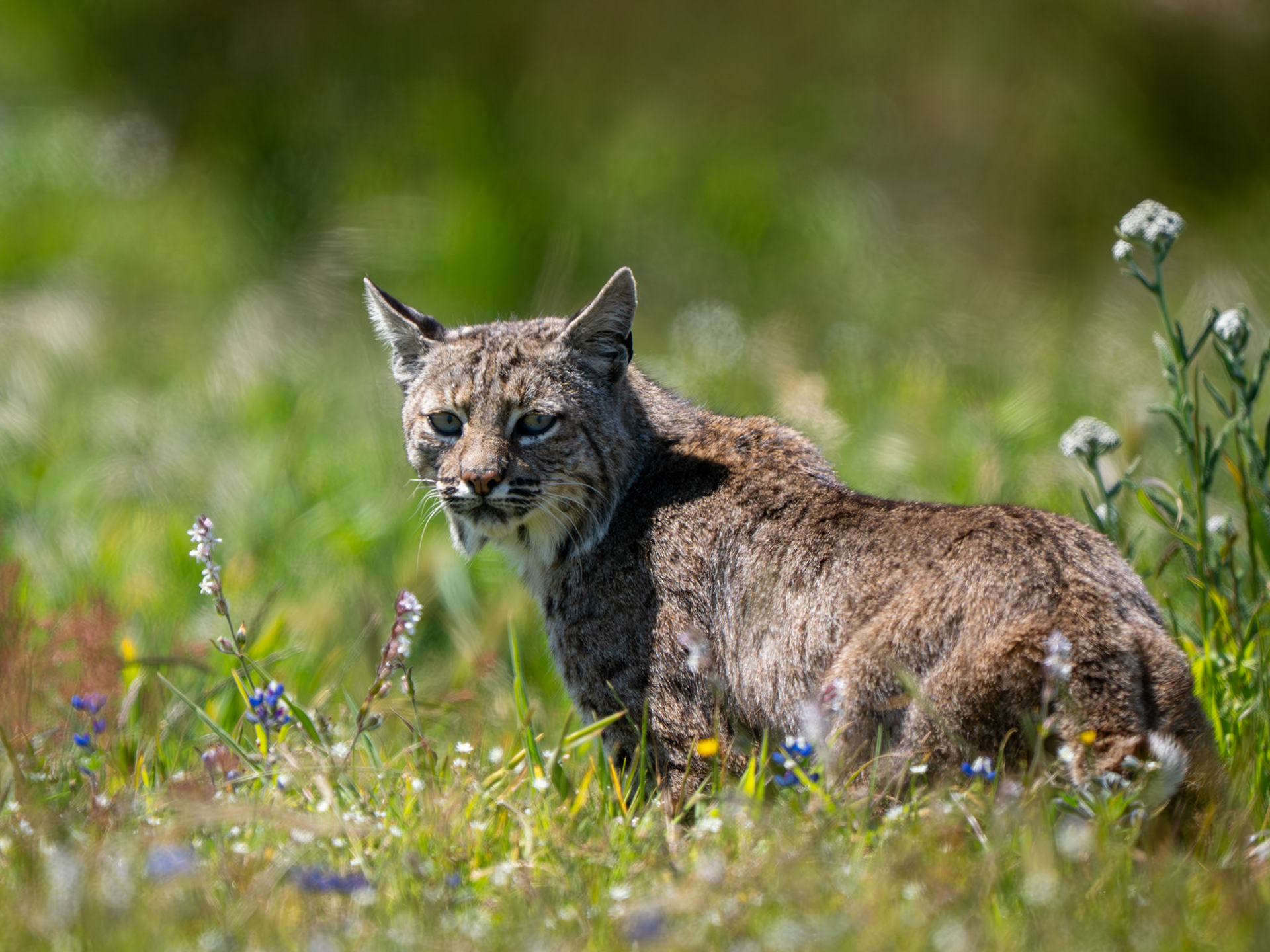 Bobcat