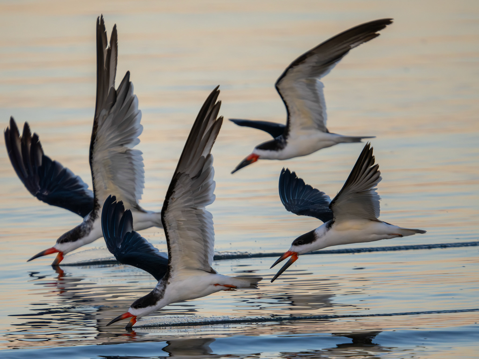 Black Skimmers