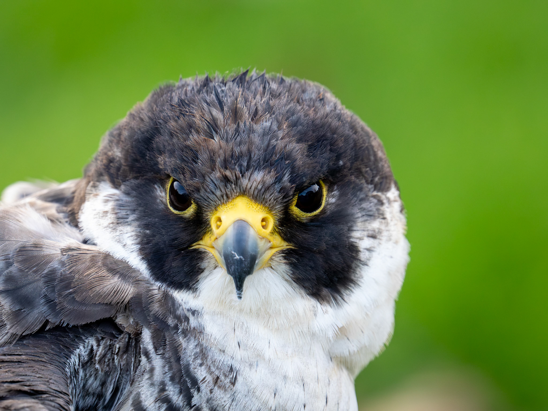 Peregrine Falcon