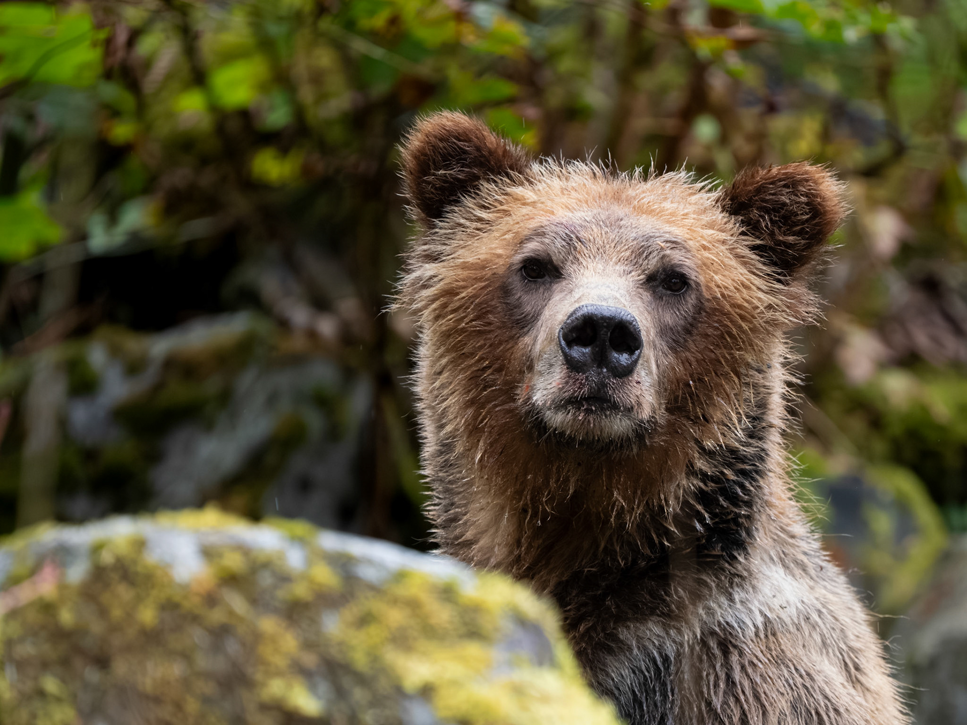 Grizzly Bear