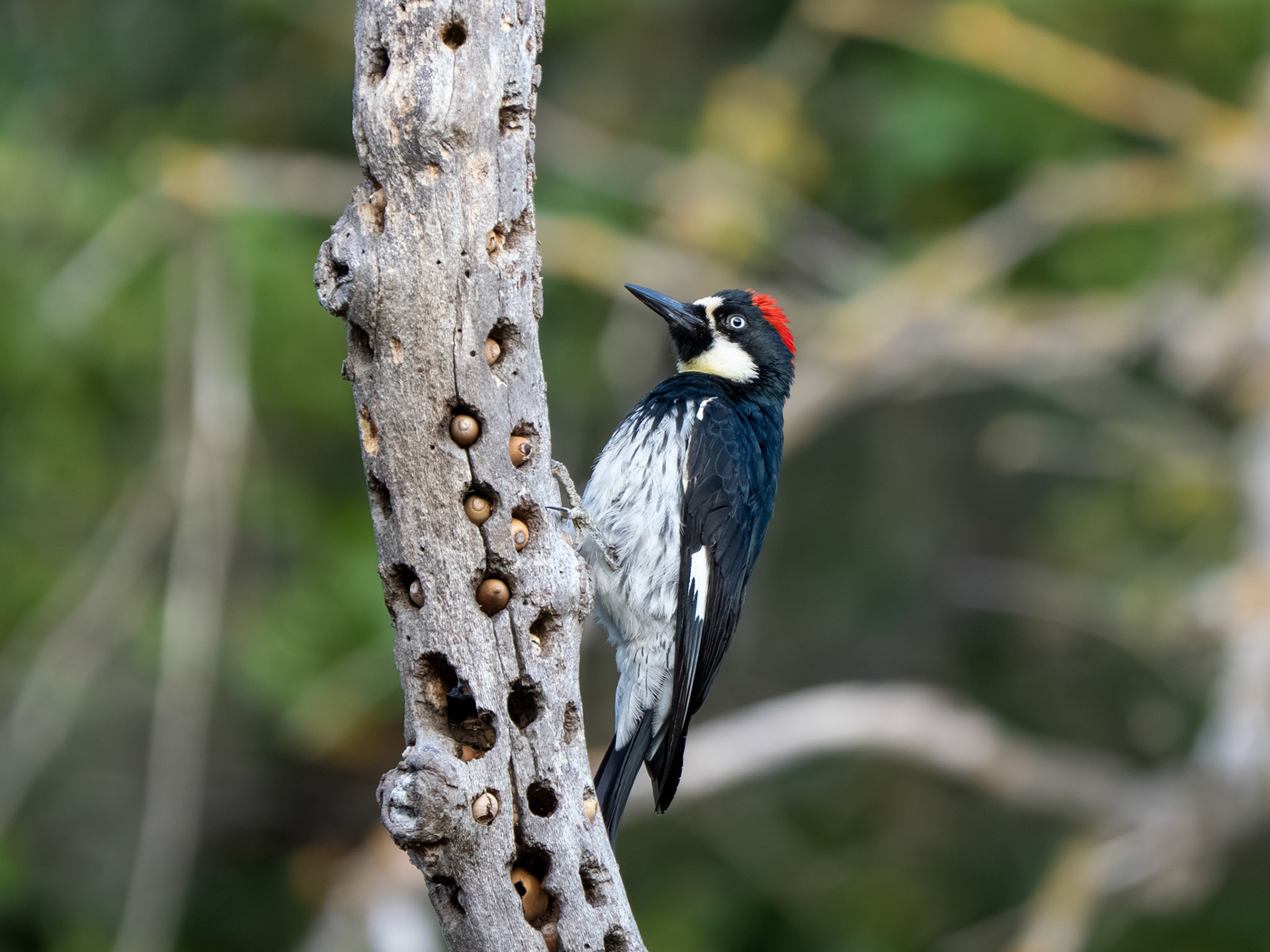 Acorn Woodpecker