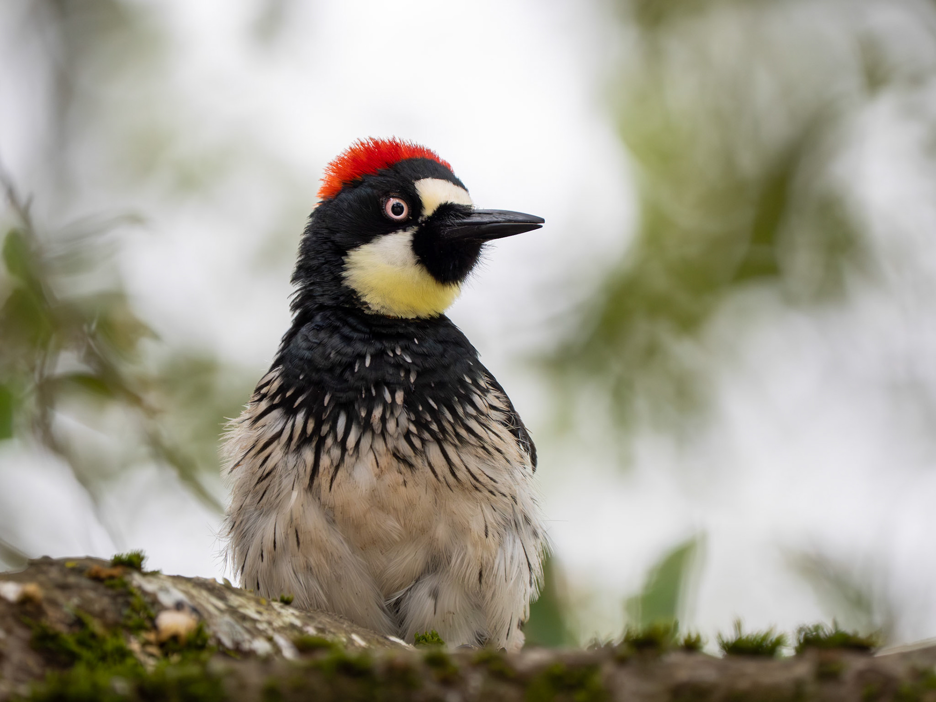 Acorn Woodpecker