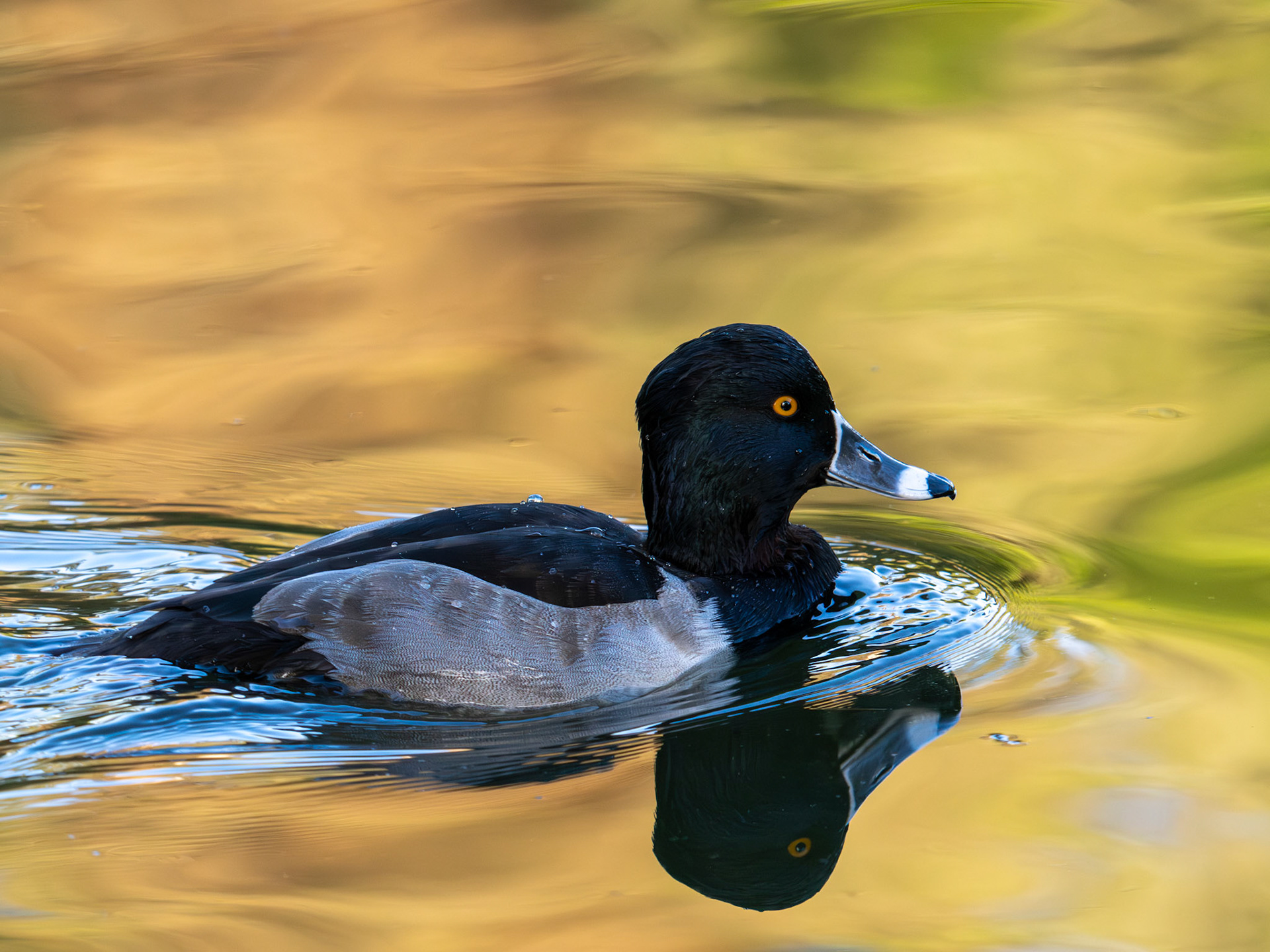 Ring-necked Duck