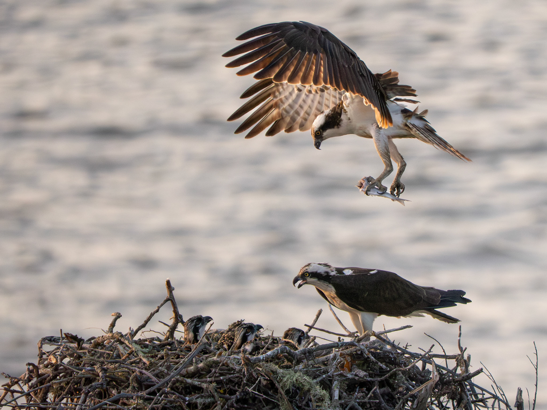 Osprey