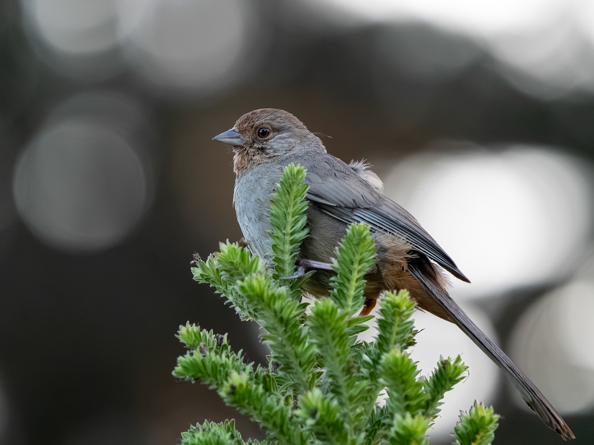 California Towhee