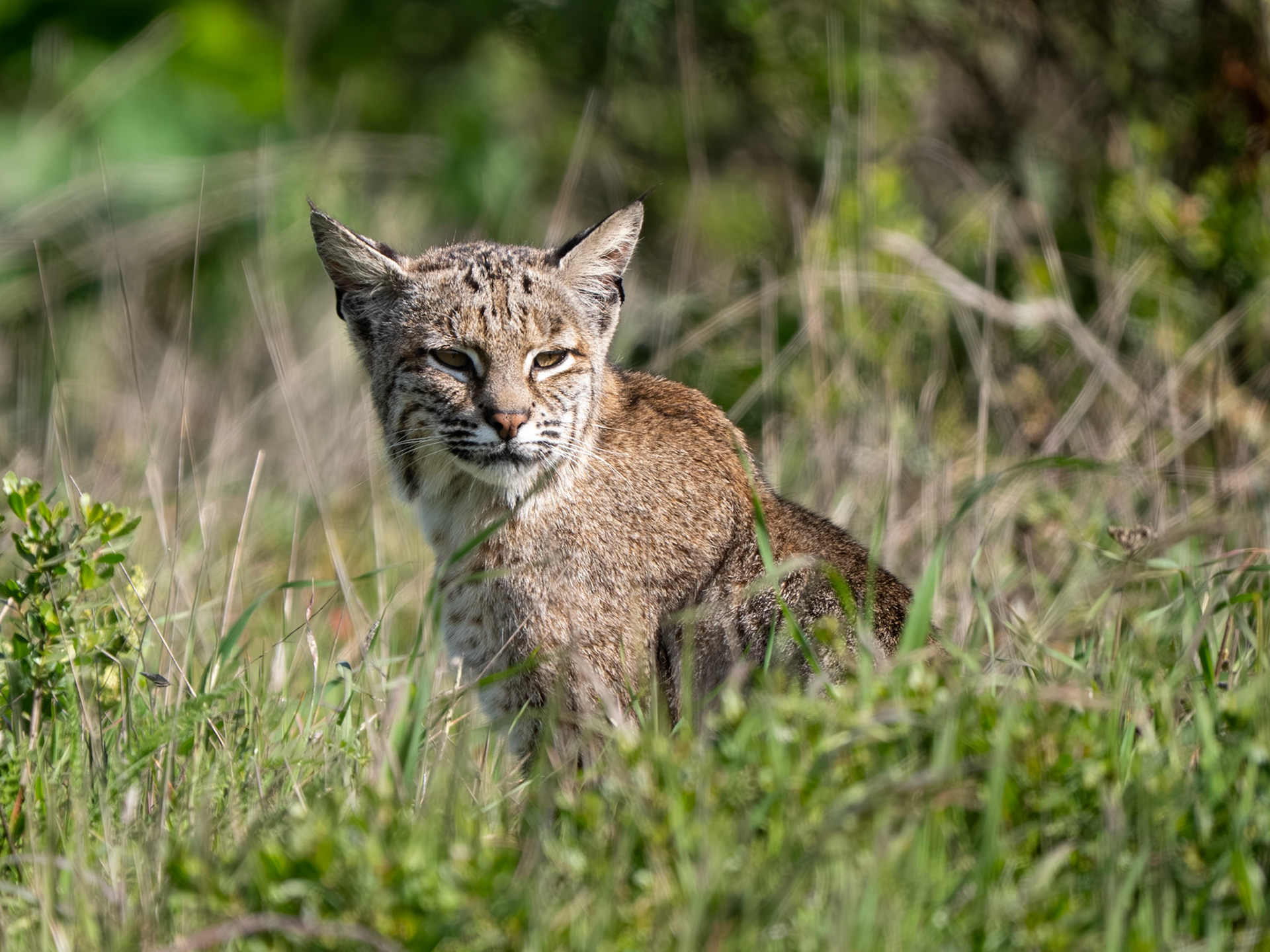 Bobcat